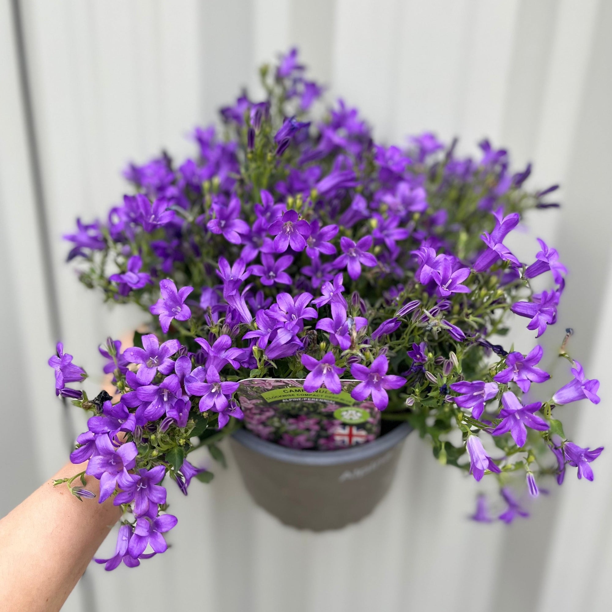 Campanula portenschlagiana 'Clockwise' 9cm/1.5L