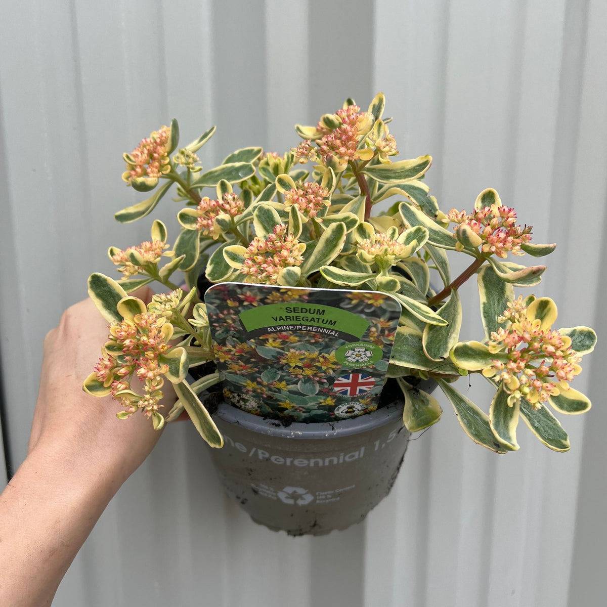 A hand holds a Sedum kamtschaticum &#39;Variegatum&#39; 1.5L, a low-maintenance perennial with green-yellow leaves and pink flowers. The pot shows plant info, a British flag label, and is in front of a corrugated metal wall.
