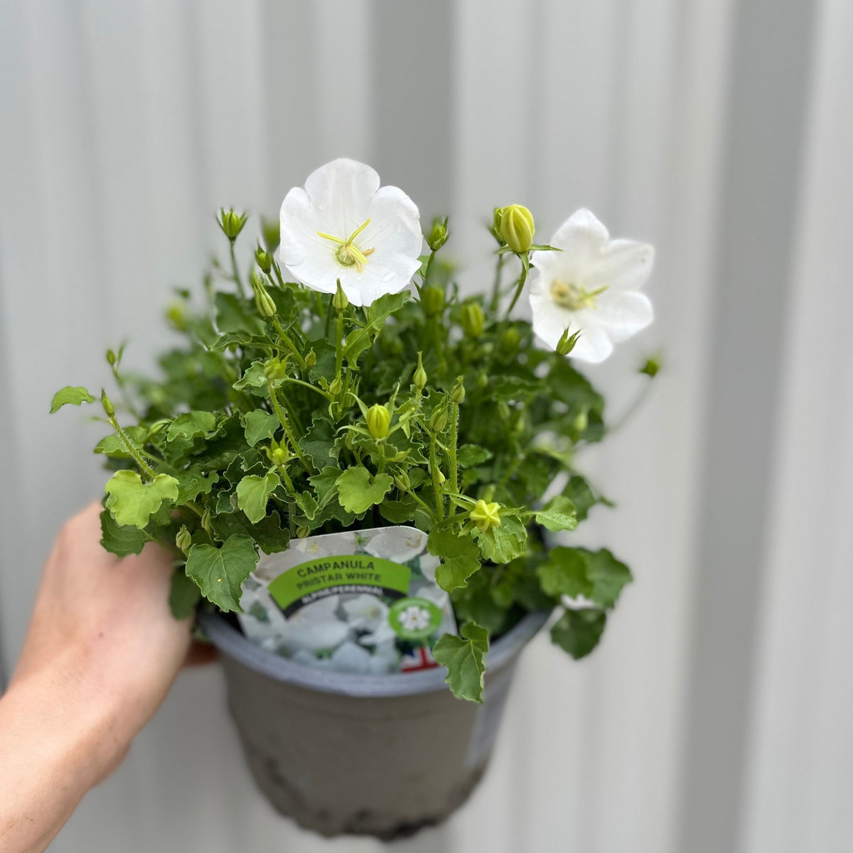 A hand holds a potted Campanula (Bell Flower) Pristar White 1.5L with green leaves and white, bell-shaped blooms against a light gray, vertically-striped background. A stunning perennial flower choice.
