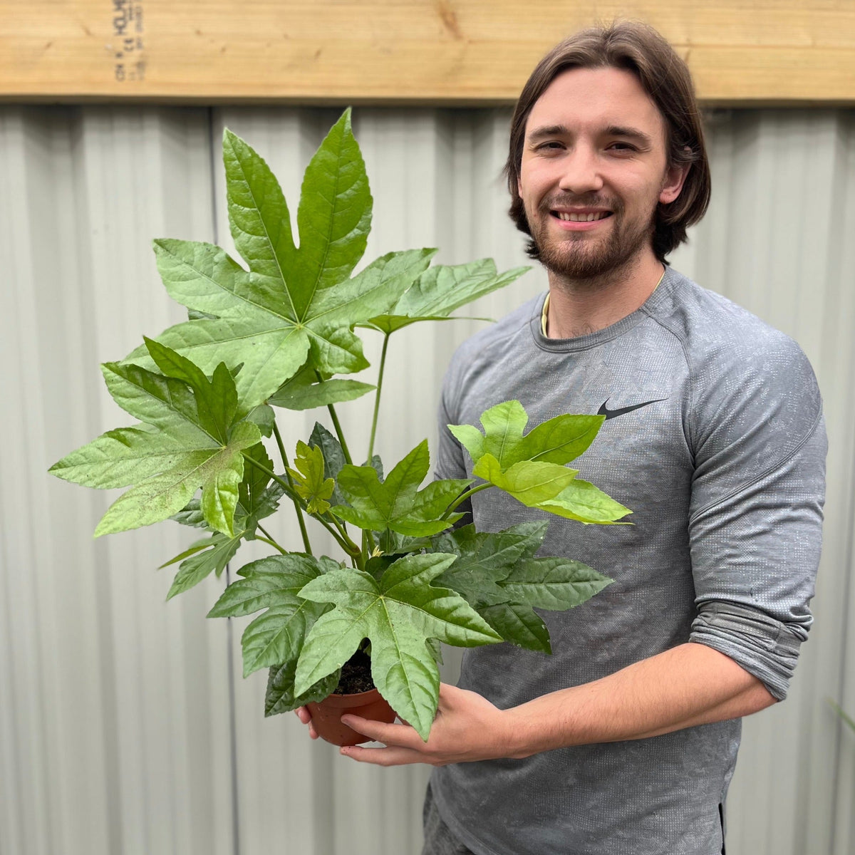 A smiling man with shoulder-length brown hair, in a gray long-sleeve shirt, holds a Fatsia japonica 2L (60-70cm) houseplant in front of a light-colored corrugated metal wall.