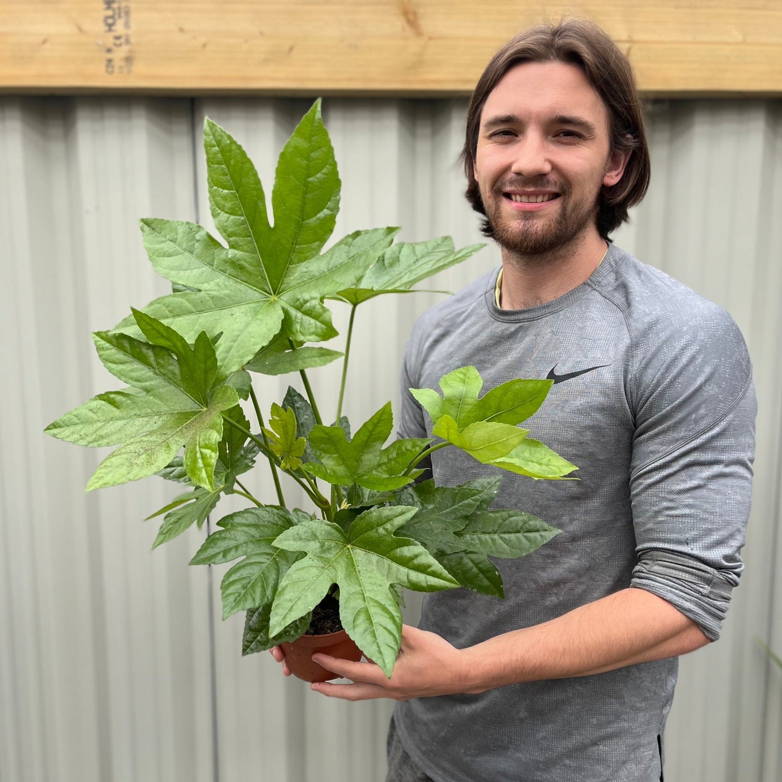 A man with long hair and a beard, wearing a gray Nike shirt, smiles while holding a Fatsia japonica 2L (60-70cm) plant in front of a corrugated metal background.