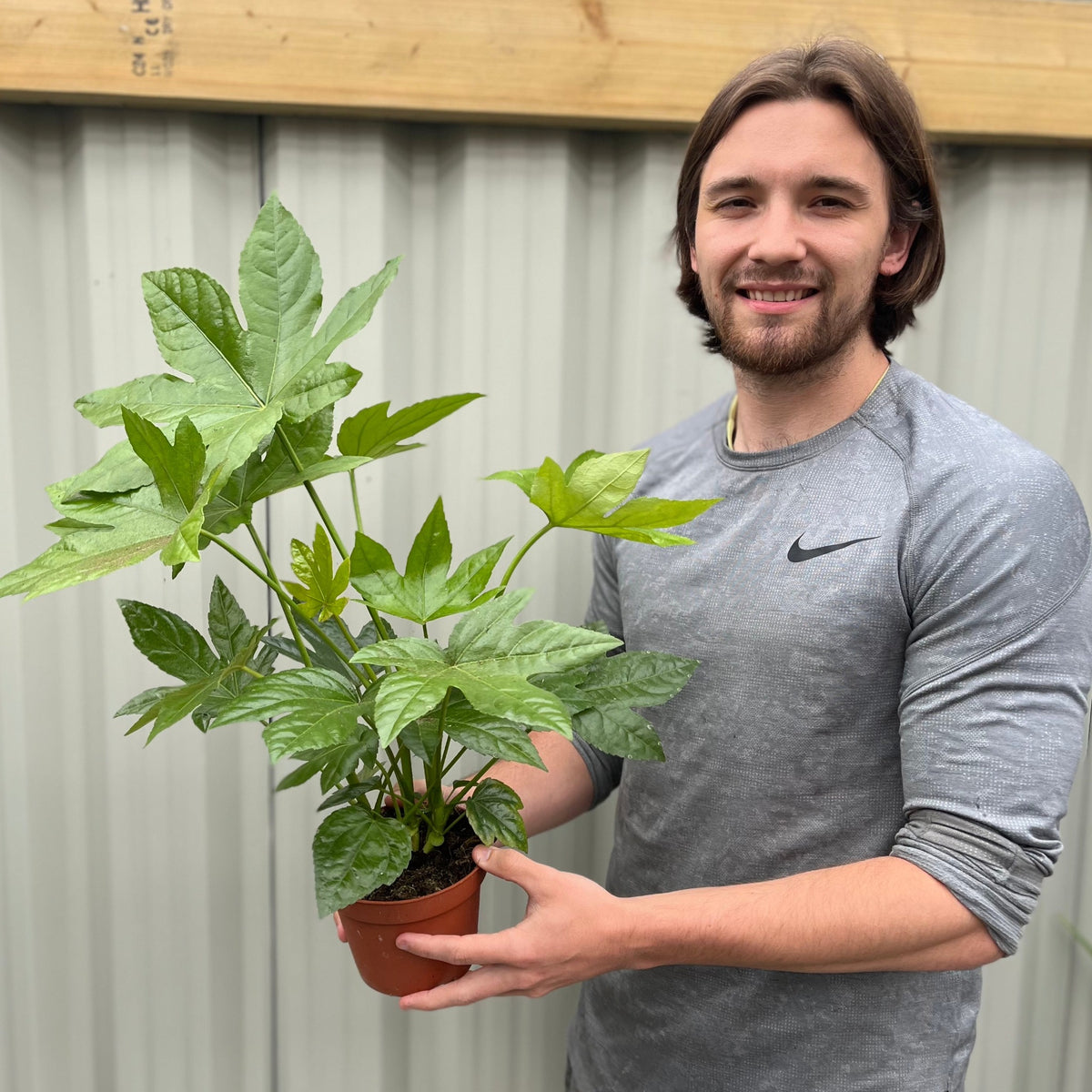 A young man with long brown hair and a beard, wearing a grey Nike long-sleeve shirt, smiles while holding a Fatsia japonica (9cm-5L) houseplant in front of a corrugated metal wall.