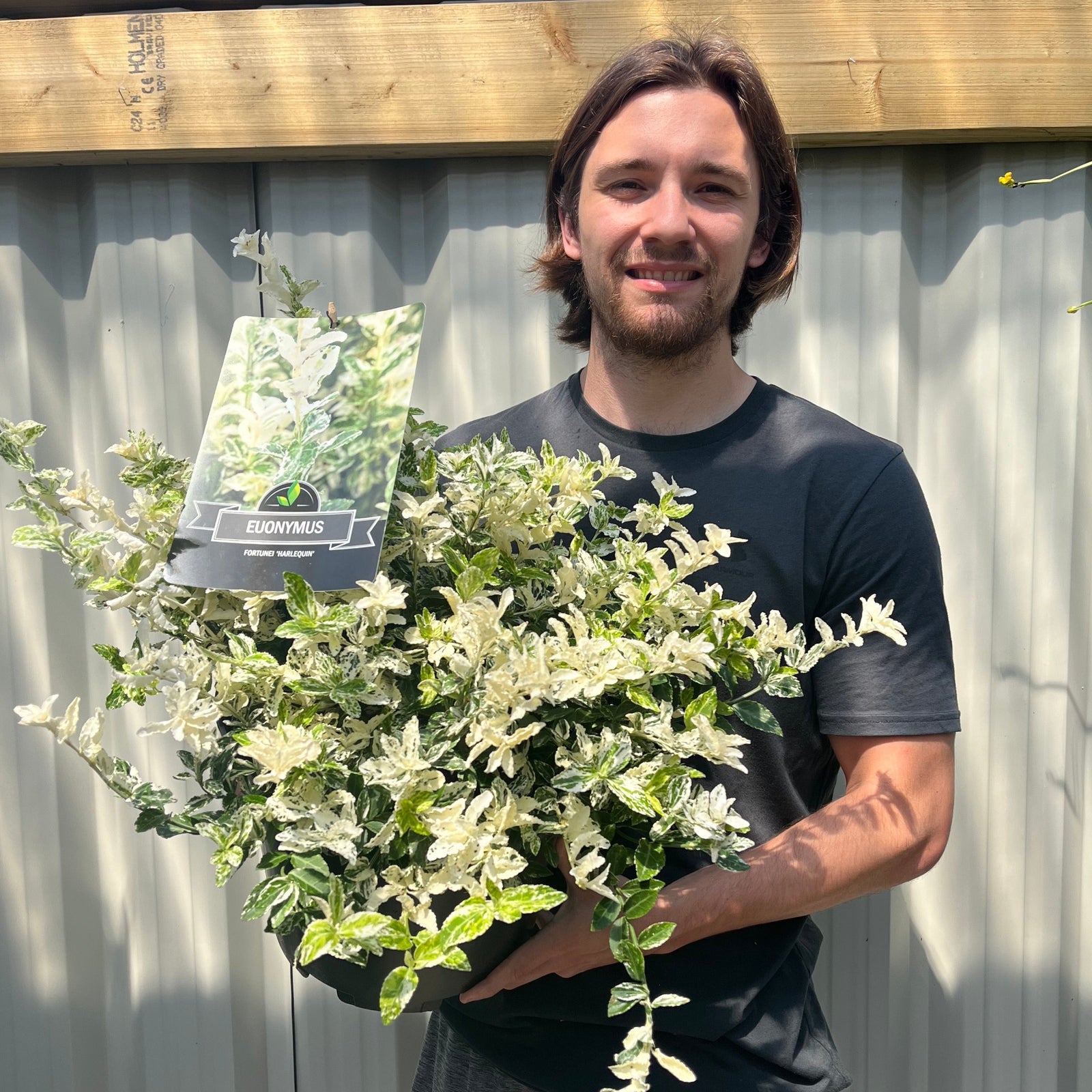 A man with shoulder-length brown hair and a beard, in a dark t-shirt, stands outside holding a Euonymus fortunei 'Harlequin' 10L, a low-maintenance shrub. Behind him are a corrugated fence and wooden beam.