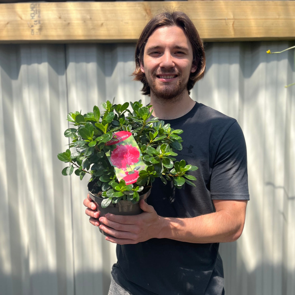 Azalea &#39;Moederkensdag&#39; 1.5L