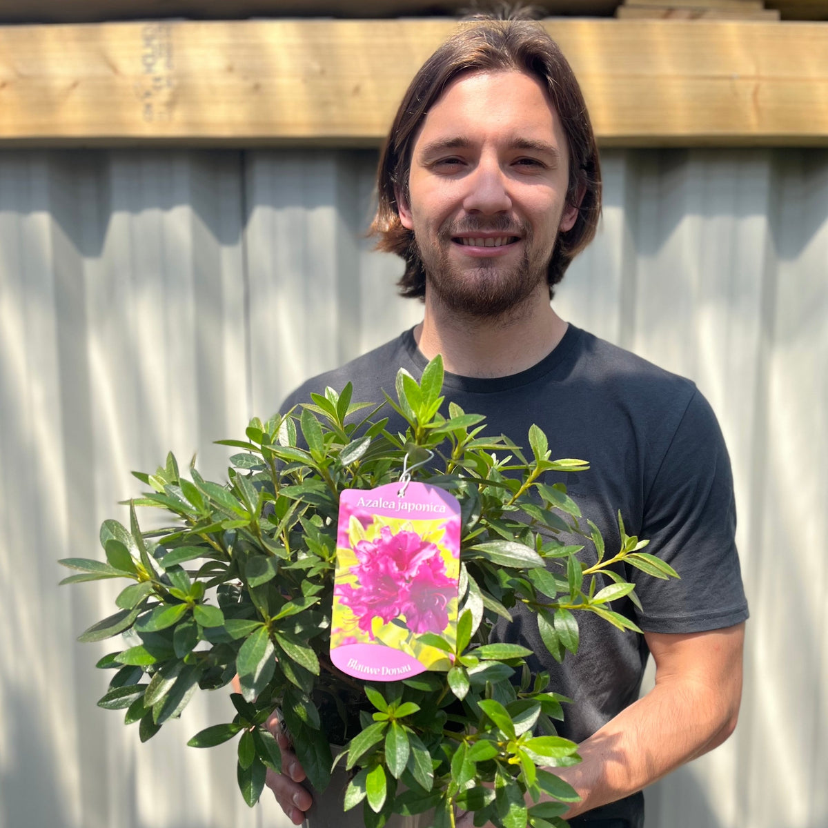 Azalea &#39;Blauwe Donau&#39; 1.5L