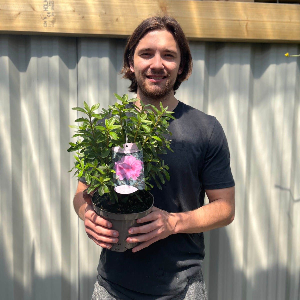 Azalea &#39;Roza&#39; 2L