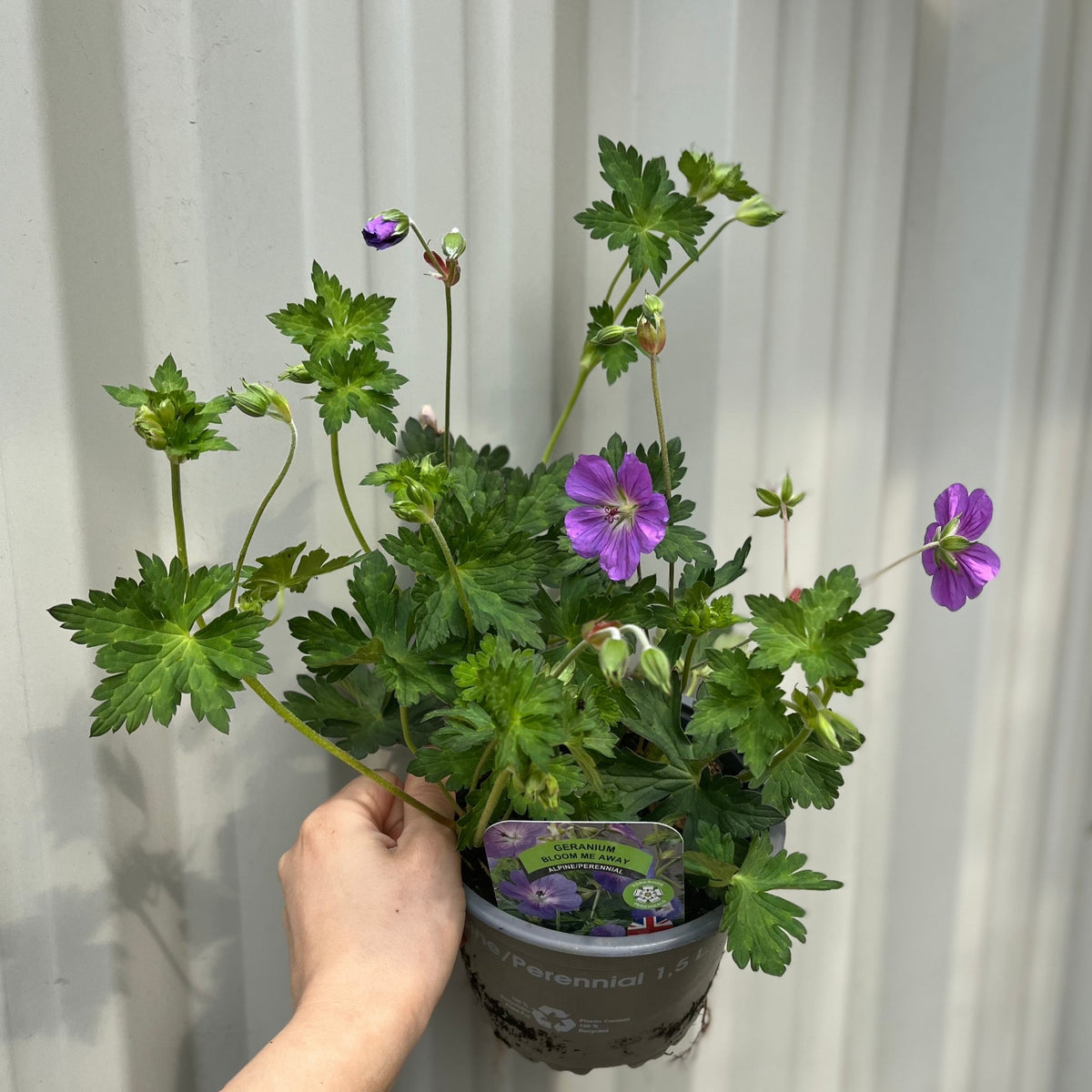 Geranium &#39;Bloom Me Away&#39;  1.5L