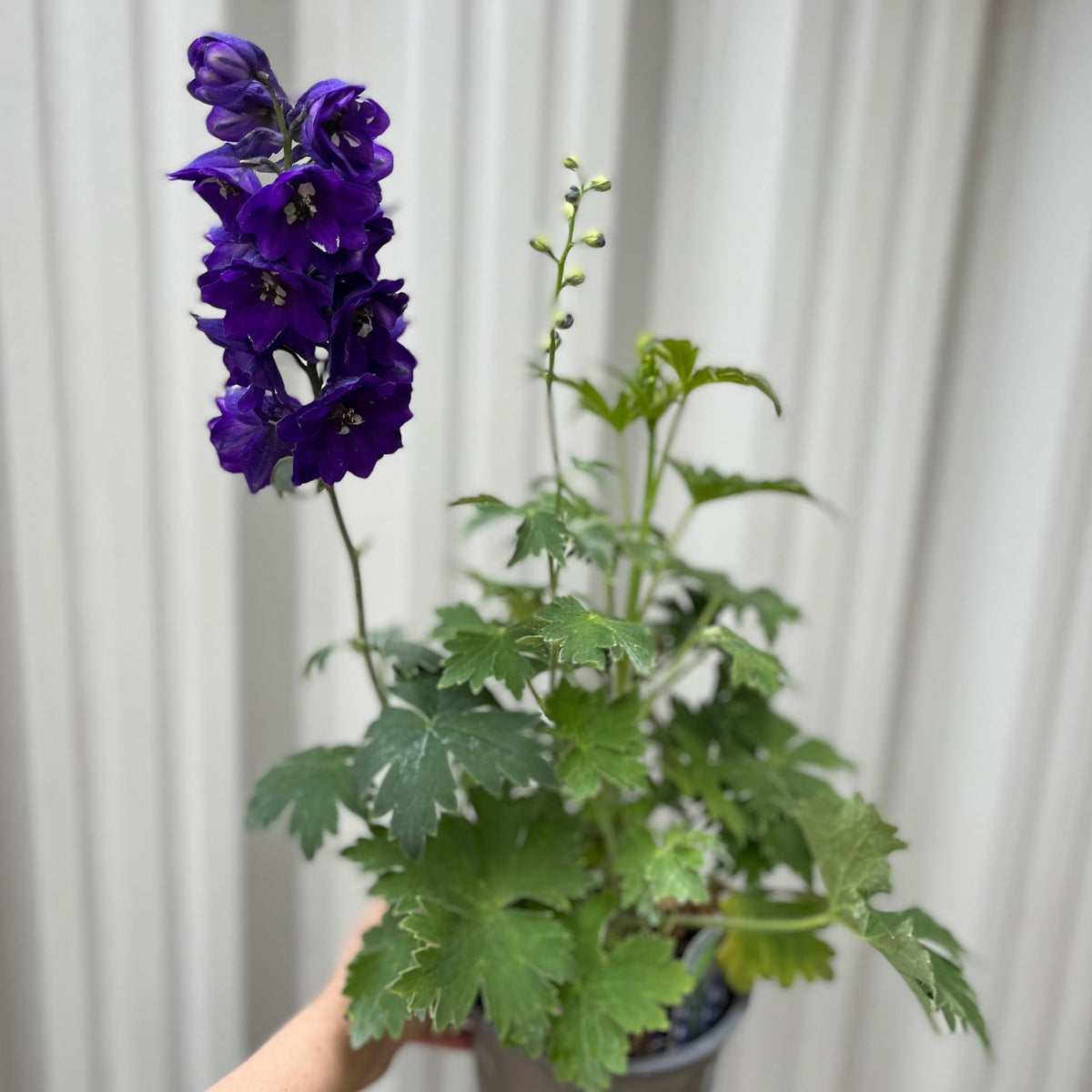 Delphinium &#39;Dark Blue Black Bee&#39; 9cm/1.5L