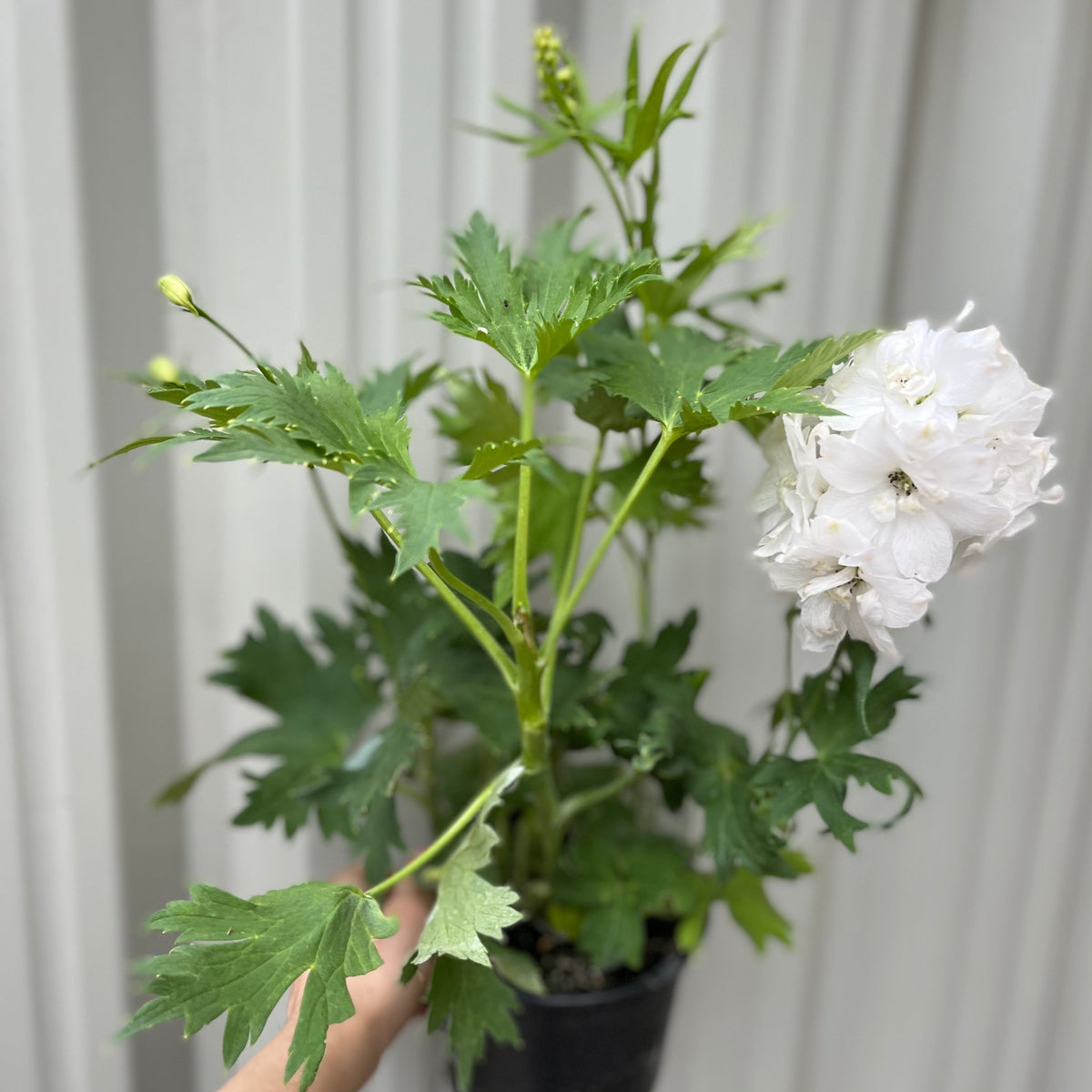A hand holds a Delphinium Excalibur White 9cm/1.5L, a perennial featuring green, jagged leaves and ruffled white flowers, set against a light gray paneled background—ideal for cottage gardens.