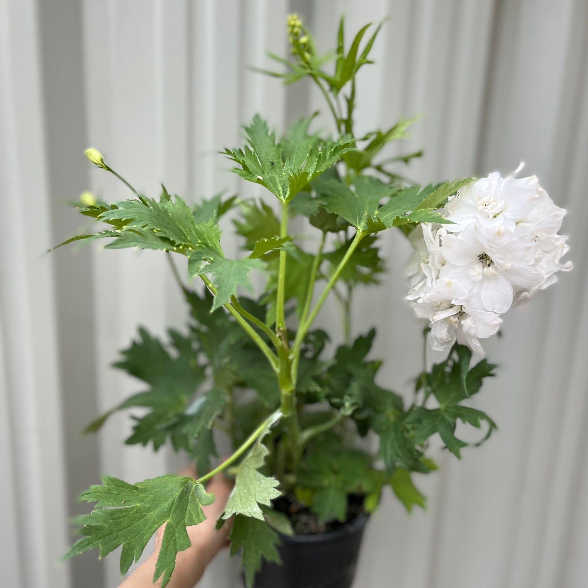 Delphinium  Excalibur White 9cm/1.5L