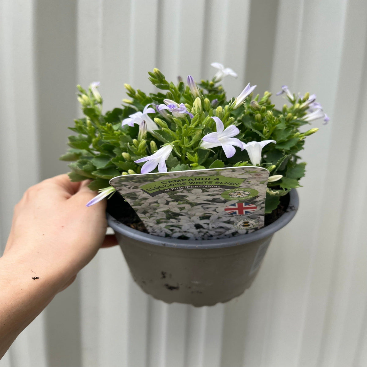 Campanula portenschlagiana &#39;White Blush&#39; 1.5L