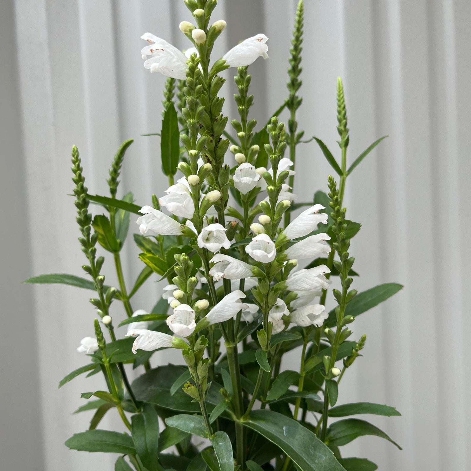 Physostegia Virginia 'Crown of Snow' 9cm features tall green stems topped with small white flowers. This herbaceous perennial is perfect for RHS Plants for Pollinators gardens, adding beauty and attracting pollinators.