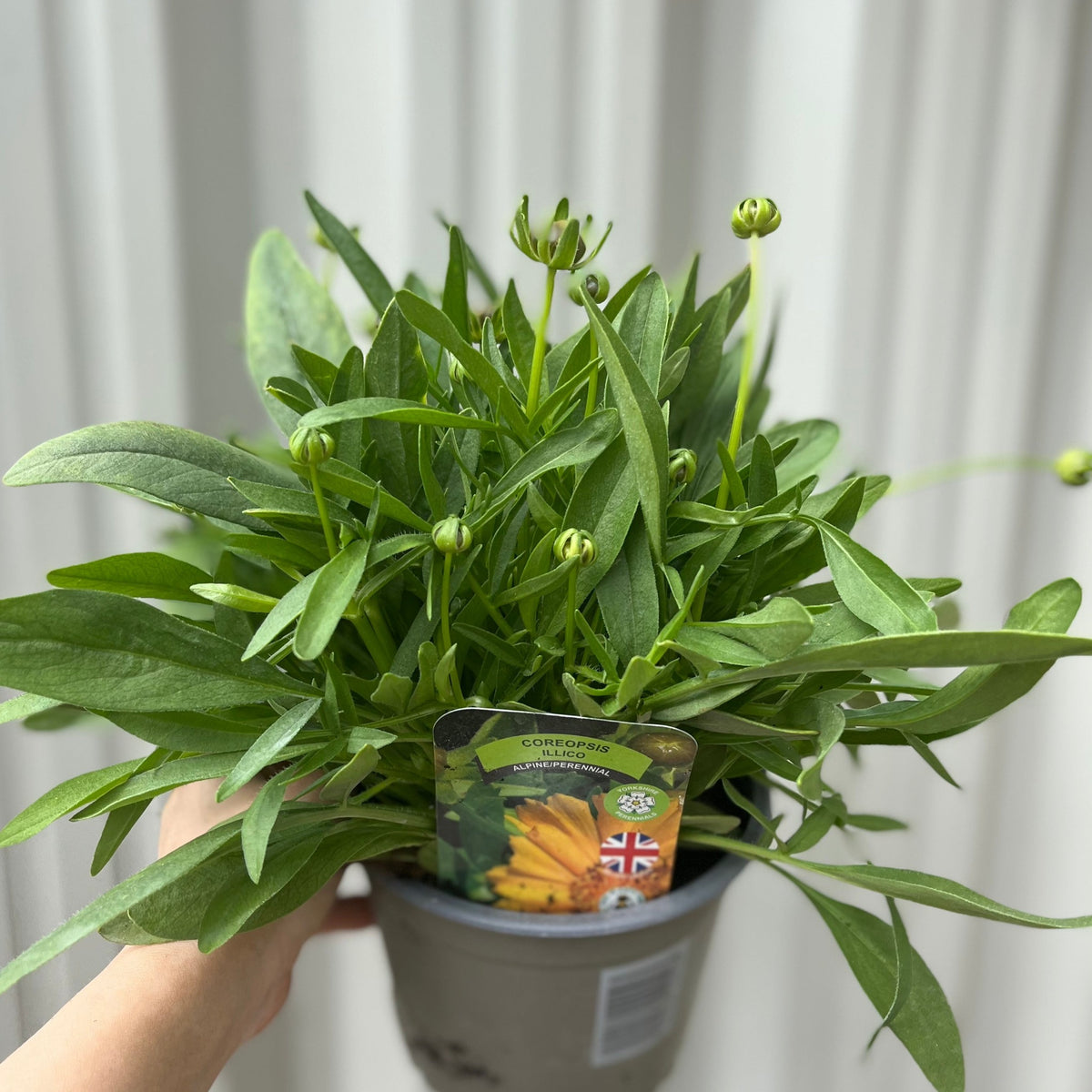 A hand holds a Coreopsis grandiflora &#39;Illico&#39; (9cm/1.5L), a pollinator-friendly perennial with lush green leaves and flower buds. A plant tag showing yellow blooms and a small British flag appears against a blurred, light background.