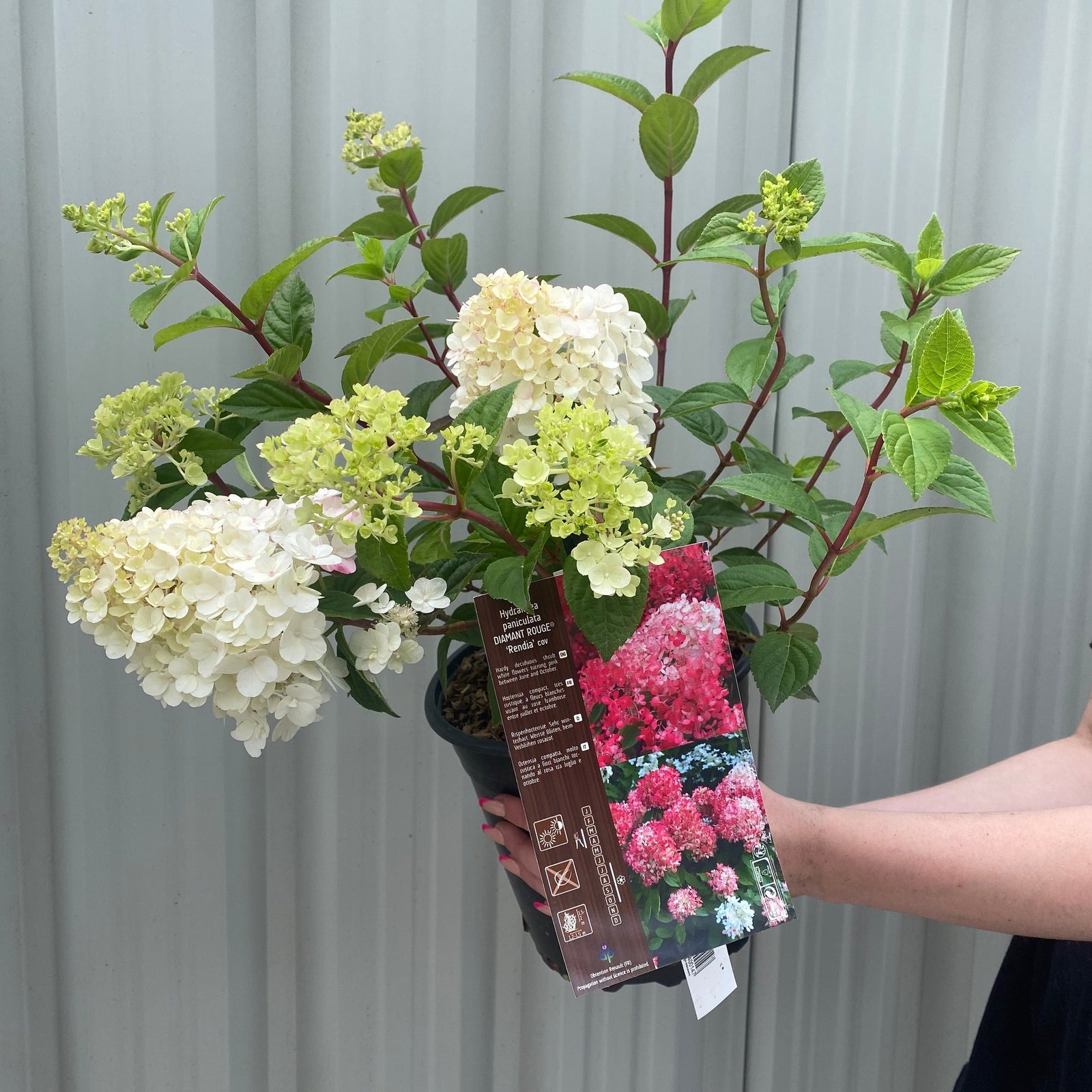 A person holds a Hydrangea paniculata Diamant Rouge 'Rendia' 5L with cone-shaped white and pale green blooms; the pot tag shows Diamant Rouge hydrangeas in bloom, set against a light metal wall background.