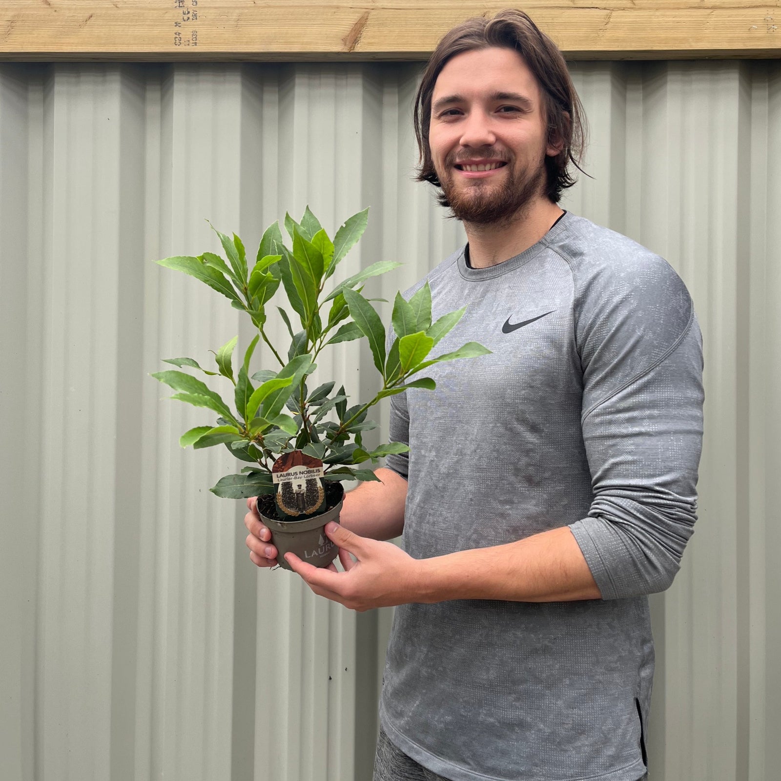 A smiling man with long brown hair and a beard, wearing a grey Nike long-sleeve shirt, holds a Laurus nobilis (9cm, 20-30cm inc pot)—a prized Mediterranean culinary herb—standing in front of a corrugated metal fence.