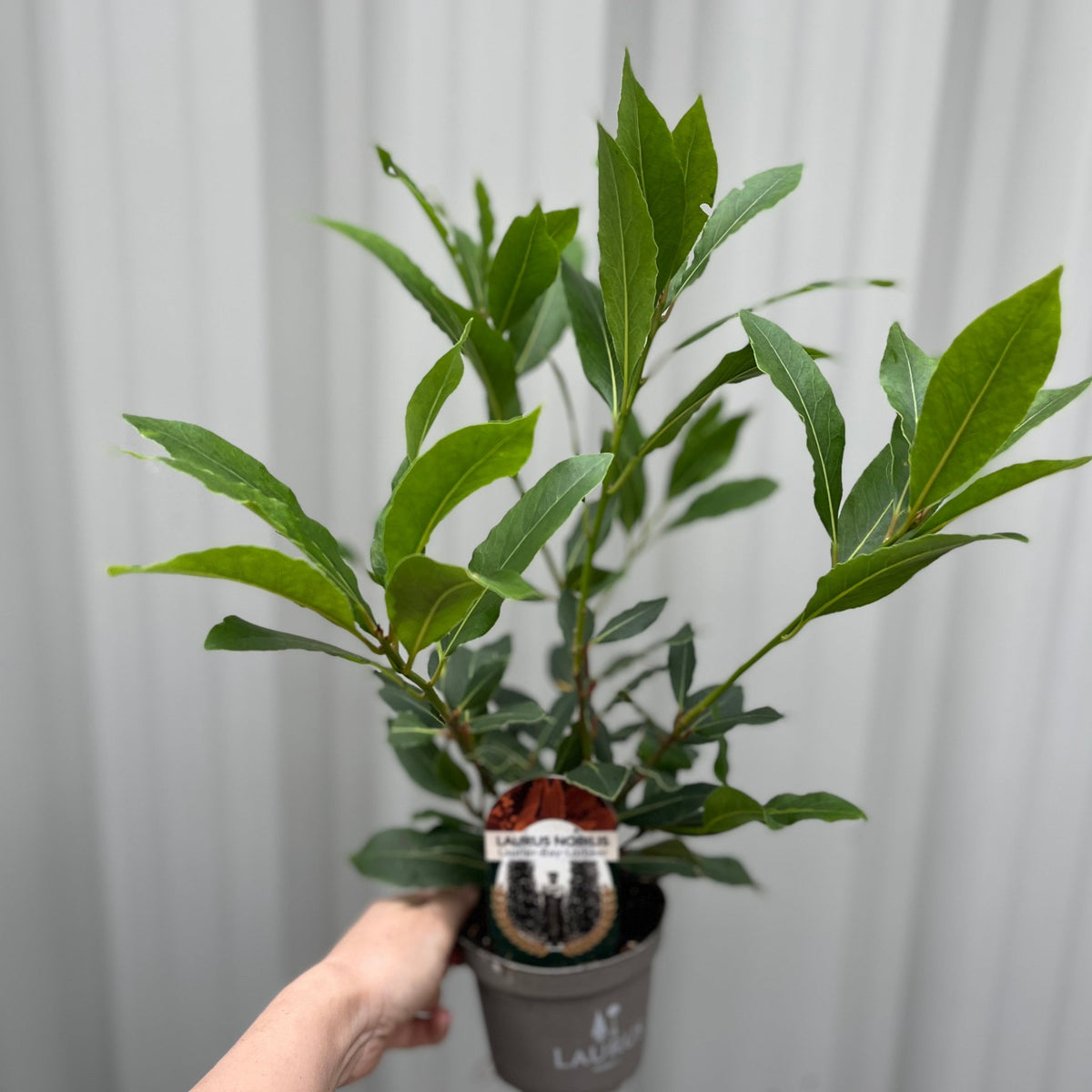 A hand holds a Laurus nobilis (9cm), 20-30cm tall including the pot, prized in Mediterranean dishes; its glossy green leaves stand out against a plain, light corrugated background.