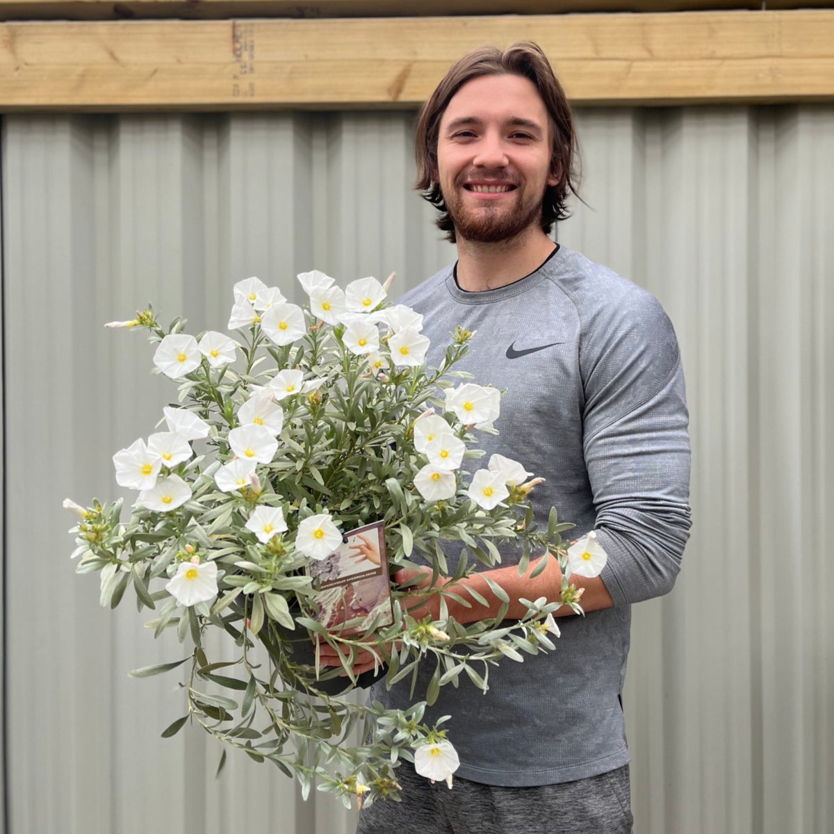 A man holding a Convolvus cneorum (Silverbush) in a 9cm/1.5L/2L/3L pot, featuring silver foliage and delicate white cup-shaped flowers.