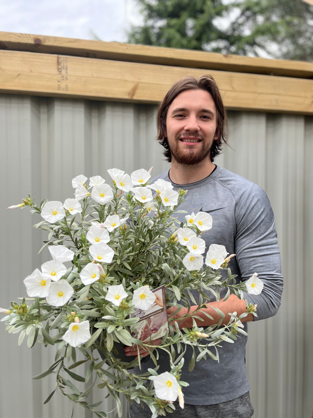 A smiling man with brown hair and a beard, in a gray long-sleeve shirt, holds a large bouquet of Convolvus cneorum (Silverbush) 9cm/1.5L/2L/3L with silver foliage, standing before a corrugated metal fence with wood trim.