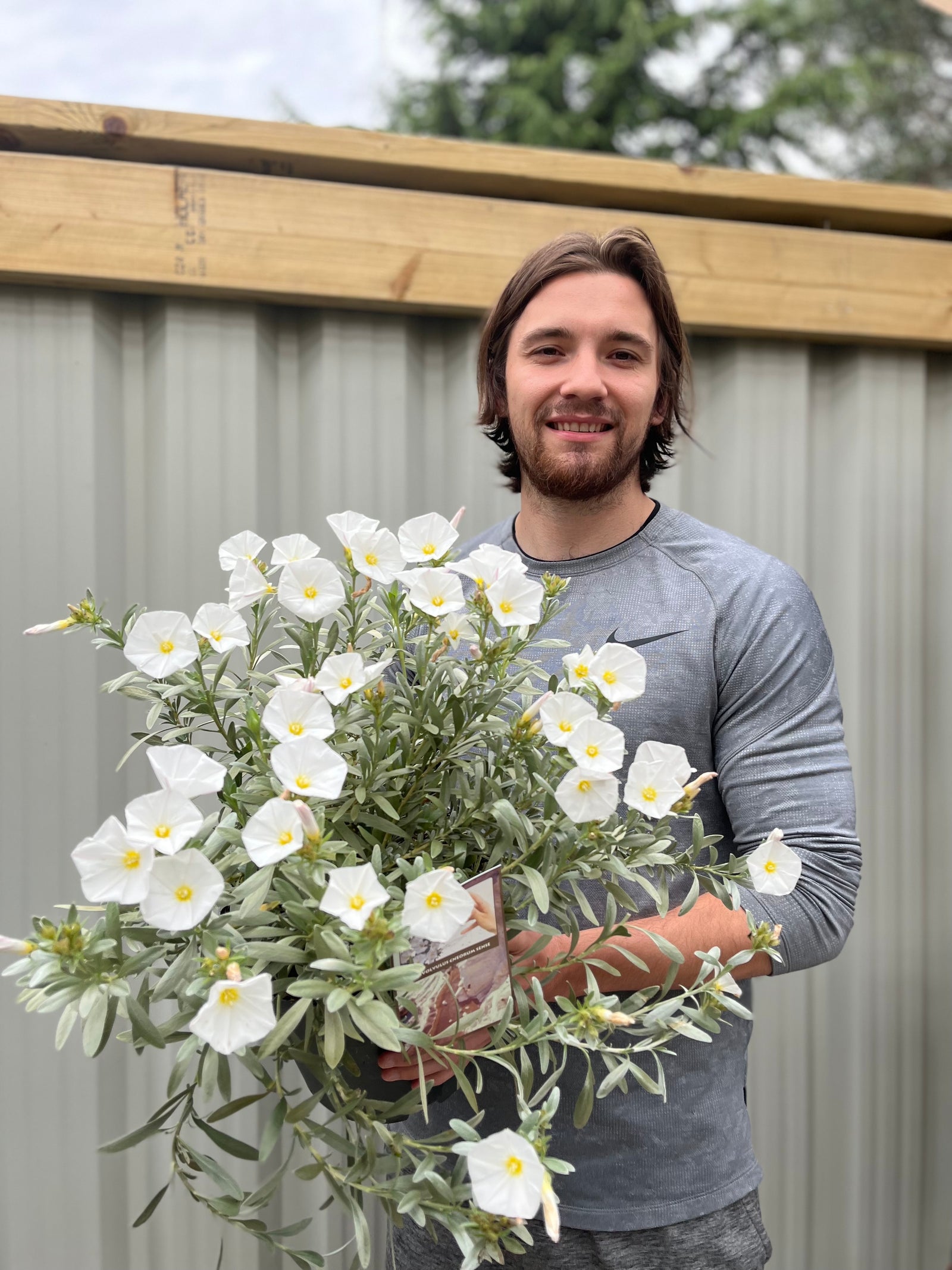 A smiling man with brown hair and a beard, in a gray long-sleeve shirt, holds a large bouquet of Convolvus cneorum (Silverbush) 9cm/1.5L/2L/3L with silver foliage, standing before a corrugated metal fence with wood trim.