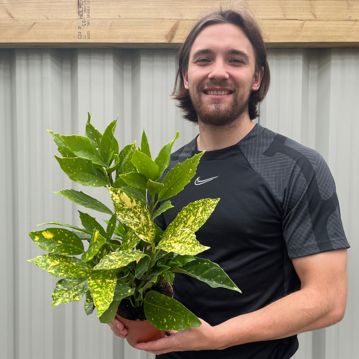 A smiling person in a black shirt holds an Aucuba japonica (Spotted Laurel) 1.5L—an evergreen shrub with green leaves and golden splashes—in front of a corrugated metal wall and wooden beam. Multibuy offers available.