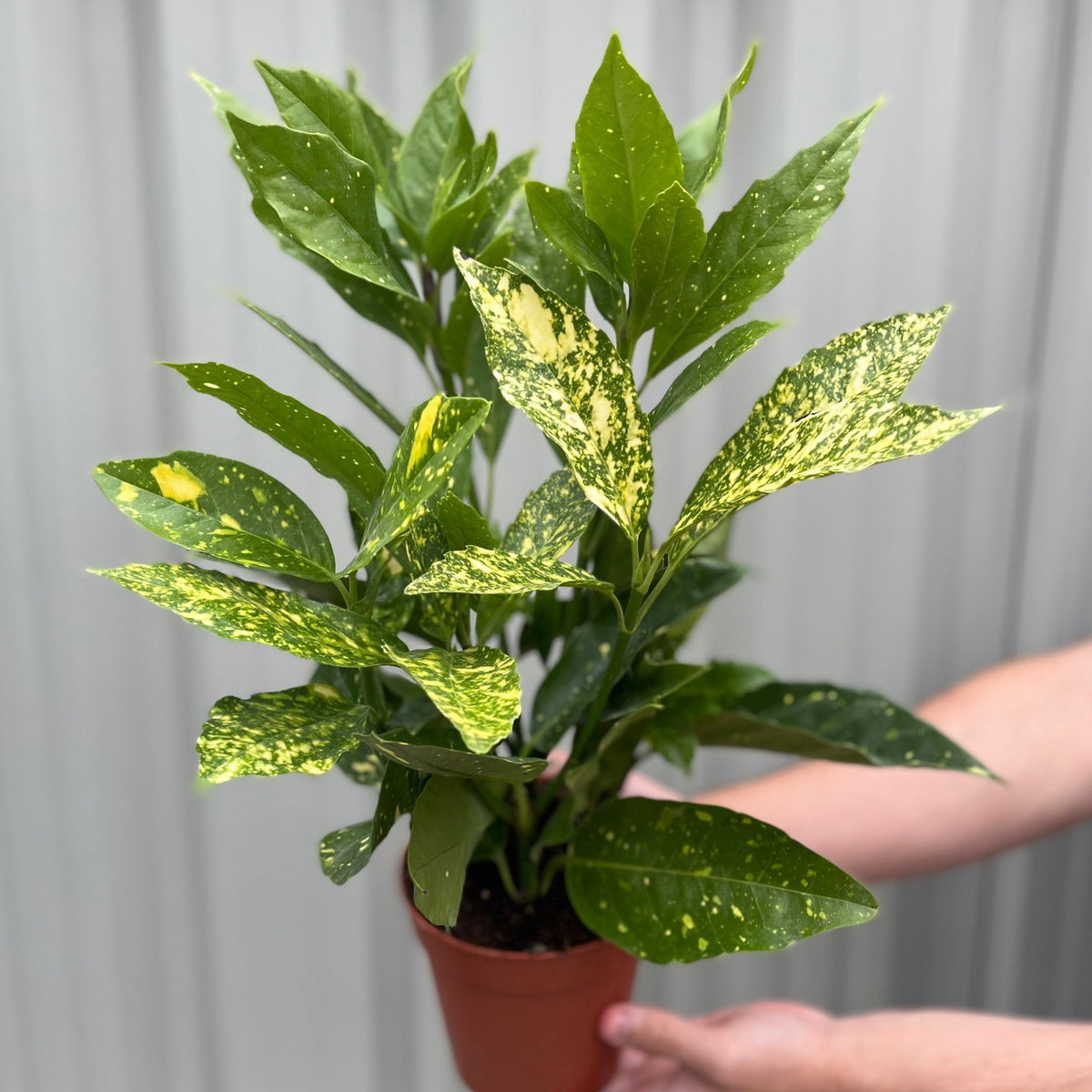 A person holds an Aucuba japonica (Spotted Laurel) 1.5L, an evergreen shrub with glossy green leaves featuring golden splashes and yellow spots. The background is a softly blurred, light gray surface. Multibuy offers available.