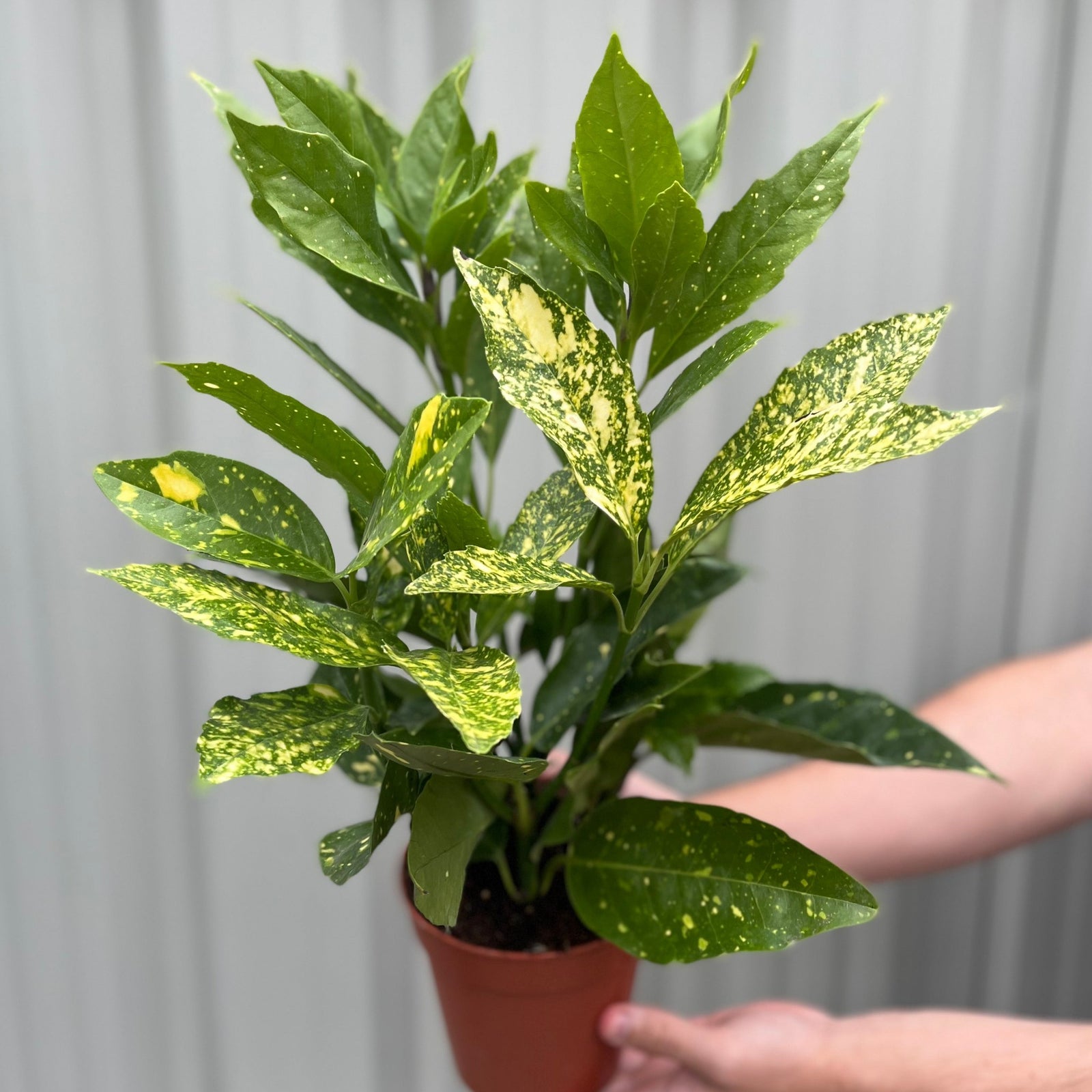 A person holds an Aucuba japonica (Spotted Laurel) 1.5L, an evergreen shrub with glossy green leaves featuring golden splashes and yellow spots. The background is a softly blurred, light gray surface. Multibuy offers available.