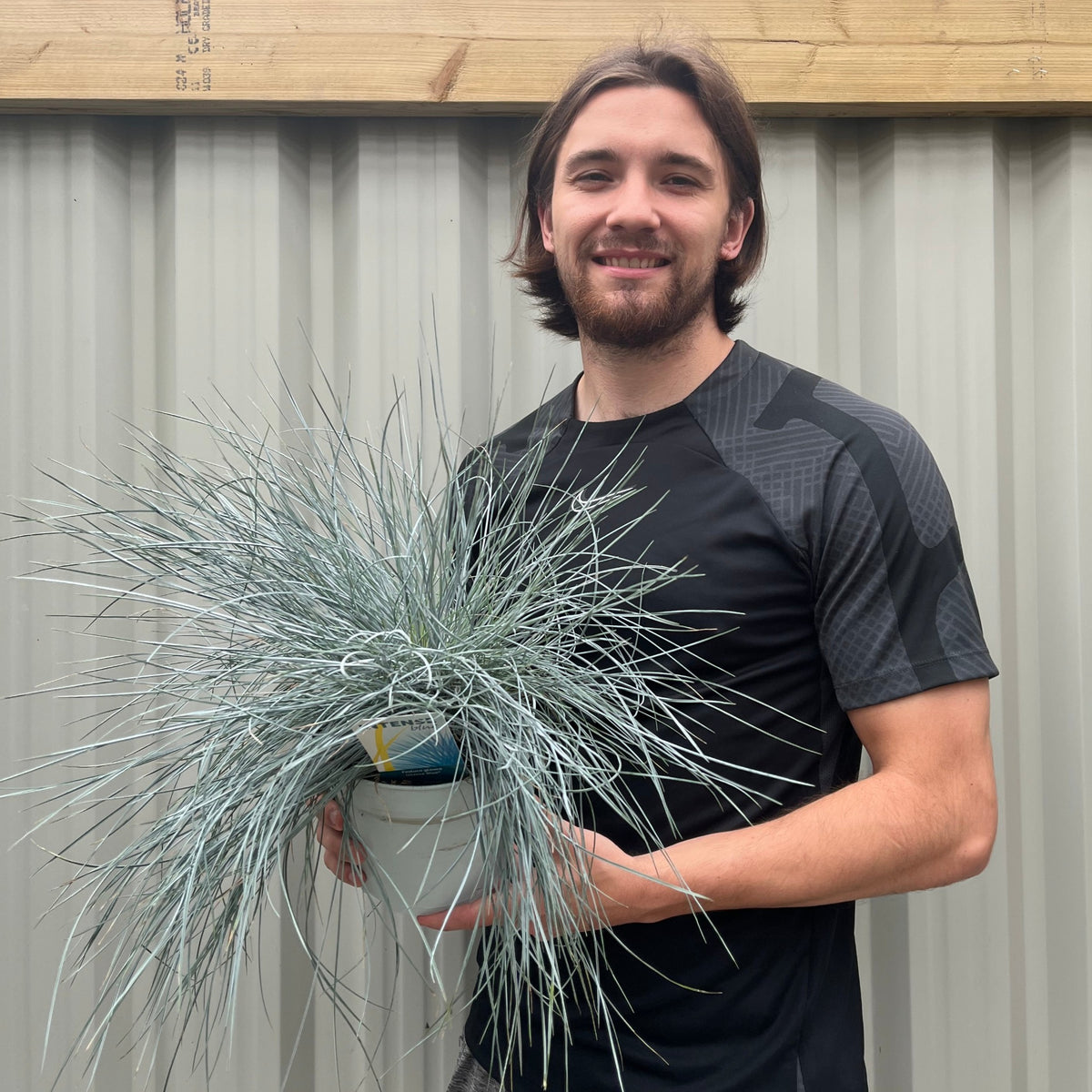 A smiling man with shoulder-length brown hair and a beard holds a potted Blue Grass - Festuca Elijah Blue, displaying its spiky blue foliage. He wears a black t-shirt and stands before a corrugated metal wall, showcasing the plant’s charm in tall planters.