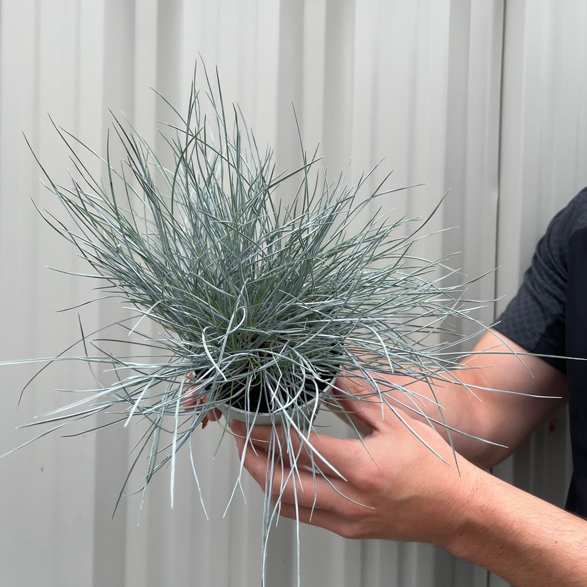 A person holds a pot of Blue Grass - Festuca Elijah Blue, featuring spiky blue foliage, in front of a light gray corrugated metal wall.