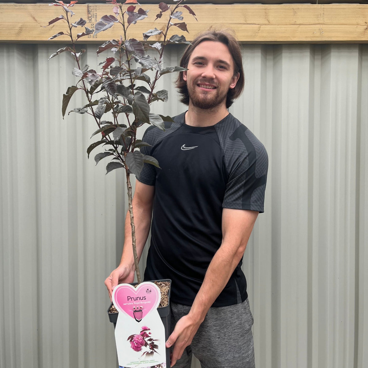 Ornamental Flowering Cherry Blossom Tree Dwarf - Prunus serrulata &#39;Royal Burgundy&#39; 1m