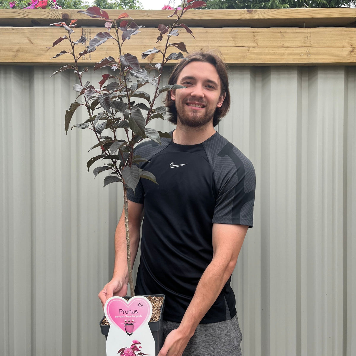 Ornamental Flowering Cherry Blossom Tree Dwarf - Prunus serrulata &#39;Royal Burgundy&#39; 1m