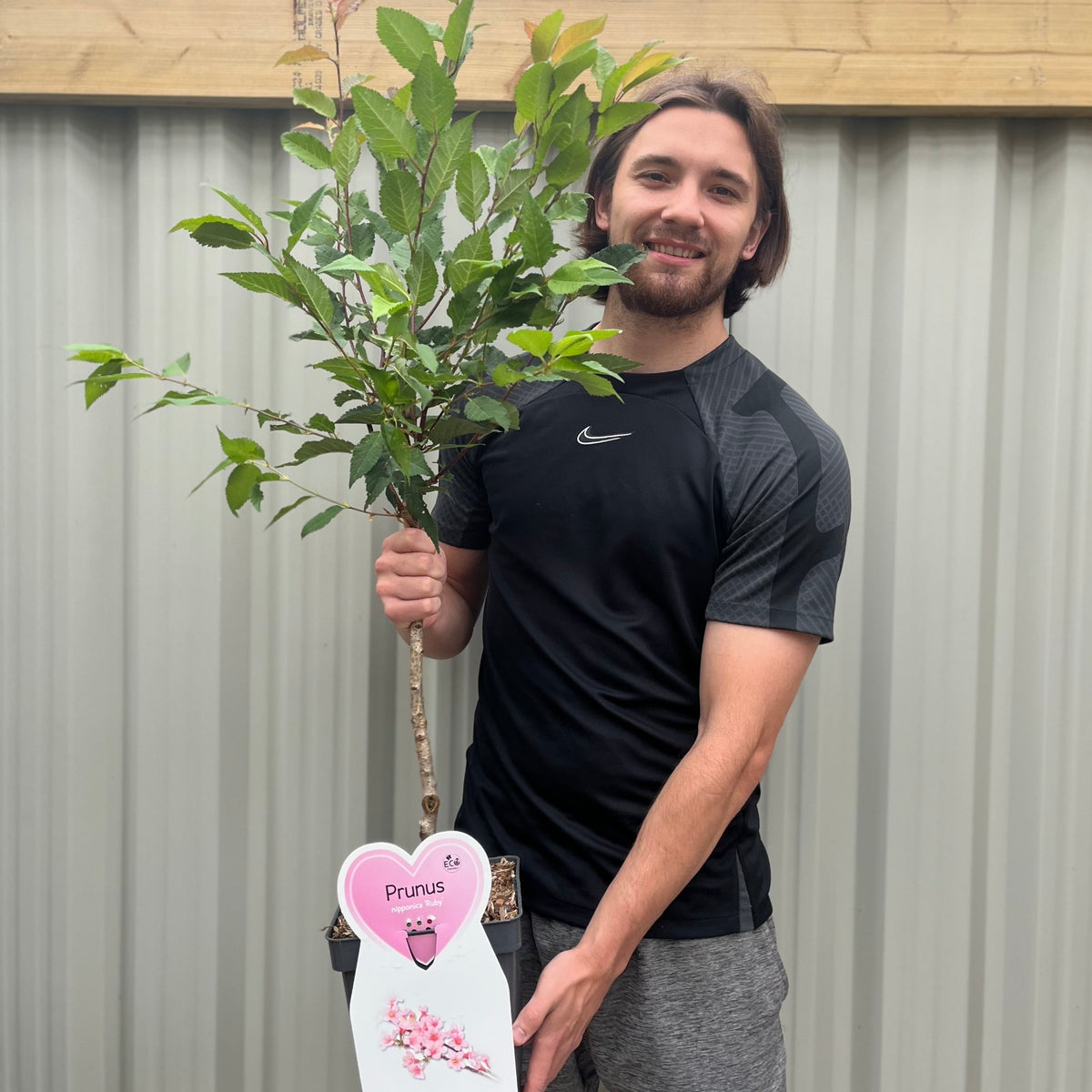 Ornamental Flowering Cherry Blossom Tree Dwarf - Nipponica &#39;Ruby&#39;