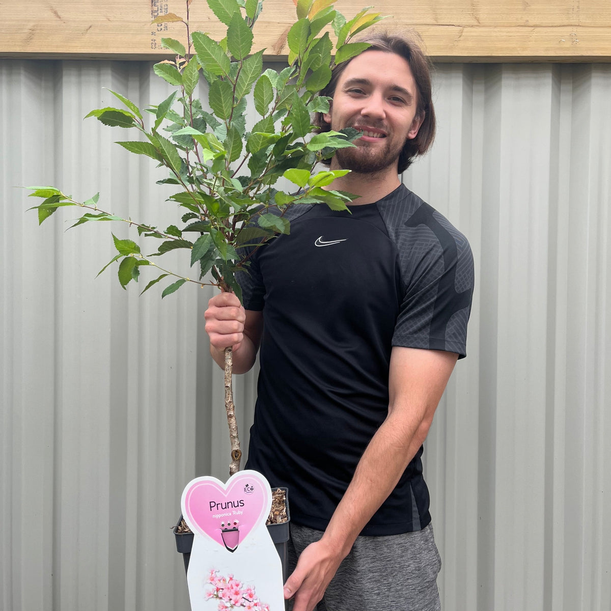 Ornamental Flowering Cherry Blossom Tree Dwarf - Nipponica &#39;Ruby&#39;