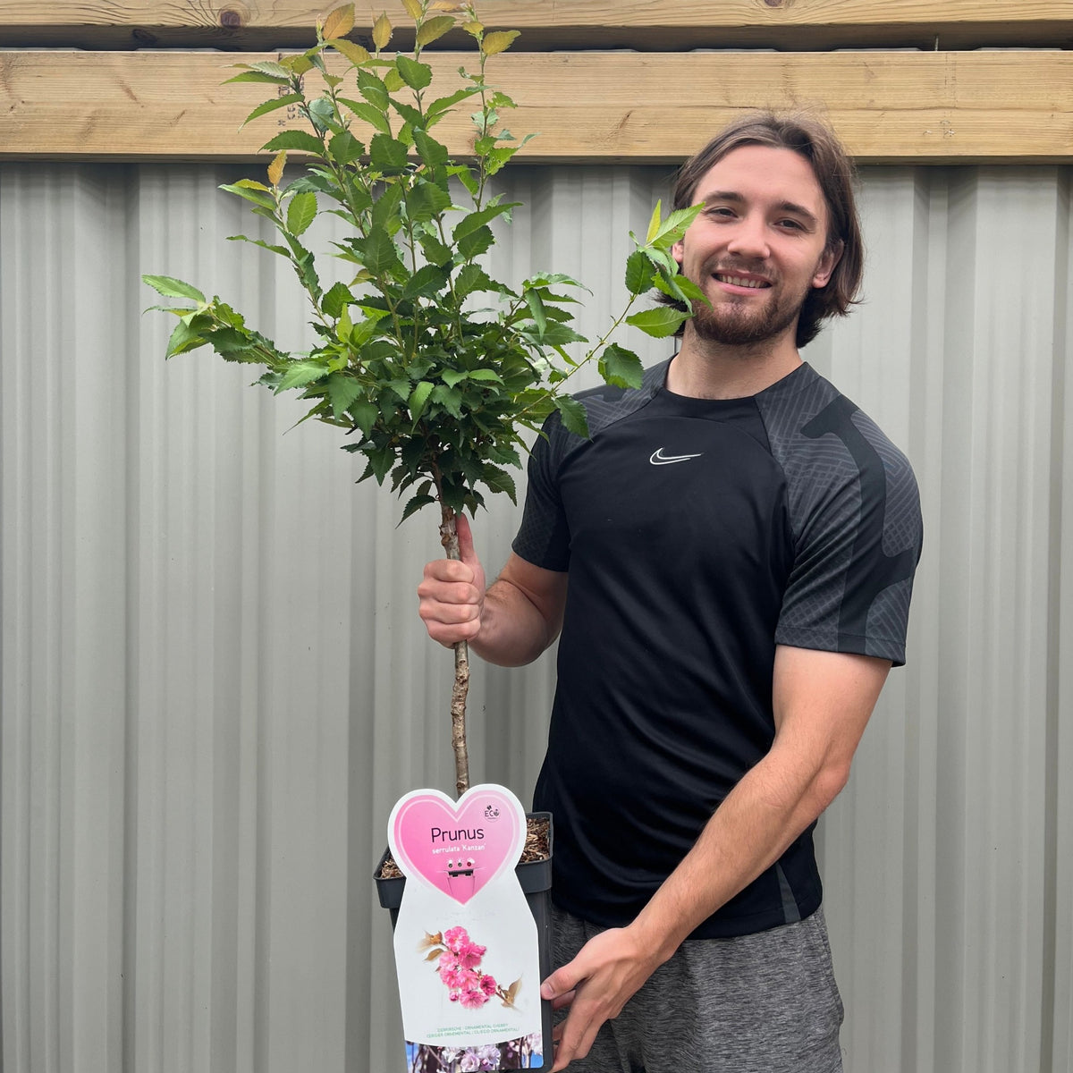 A smiling man in a black athletic shirt holds a potted Ornamental Flowering Cherry Blossom Tree Dwarf - Prunus serrulata &#39;Kanzan&#39;, featuring pink double blossoms. He stands before a corrugated metal wall and wooden fence.