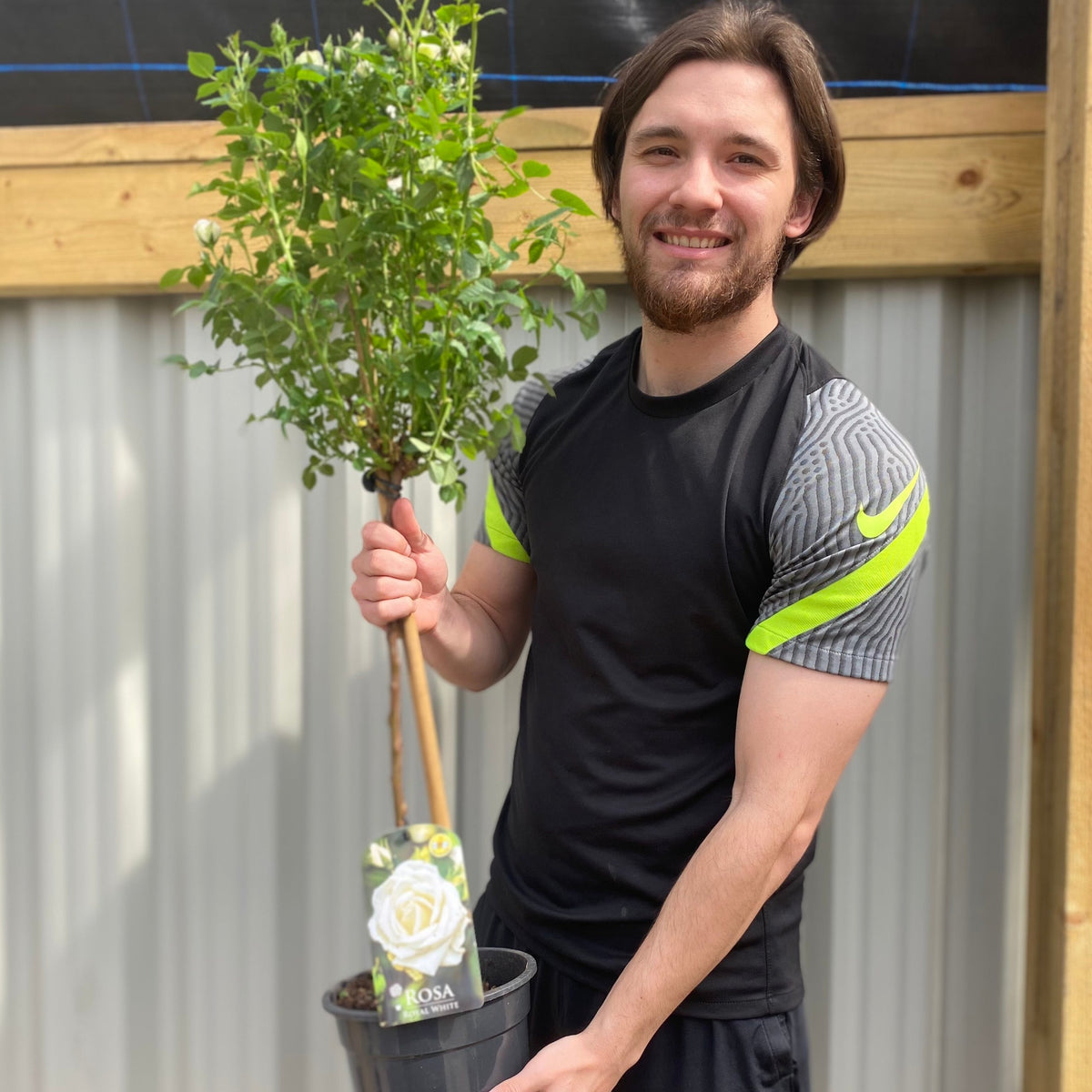 Patio Standard Rose &#39;White&#39; 60-70cm