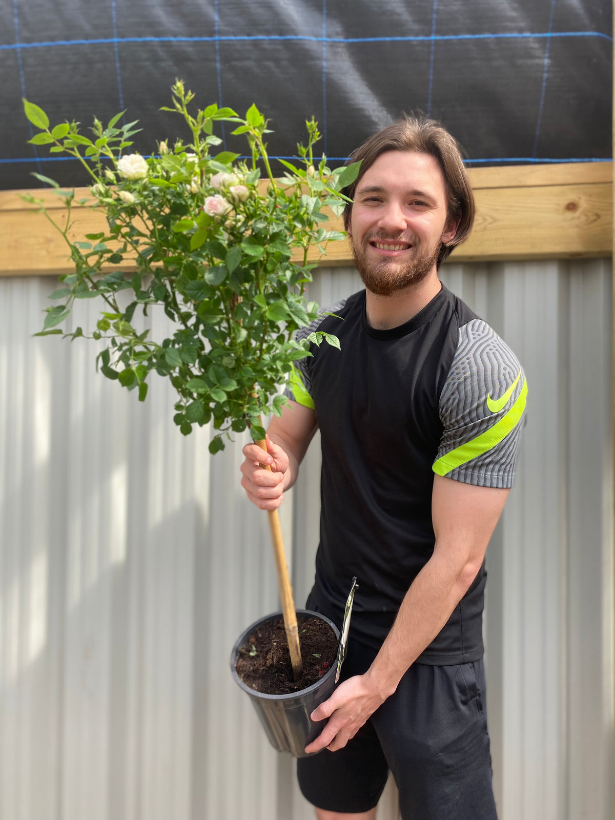 Patio Standard Rose &#39;White&#39; 60-70cm