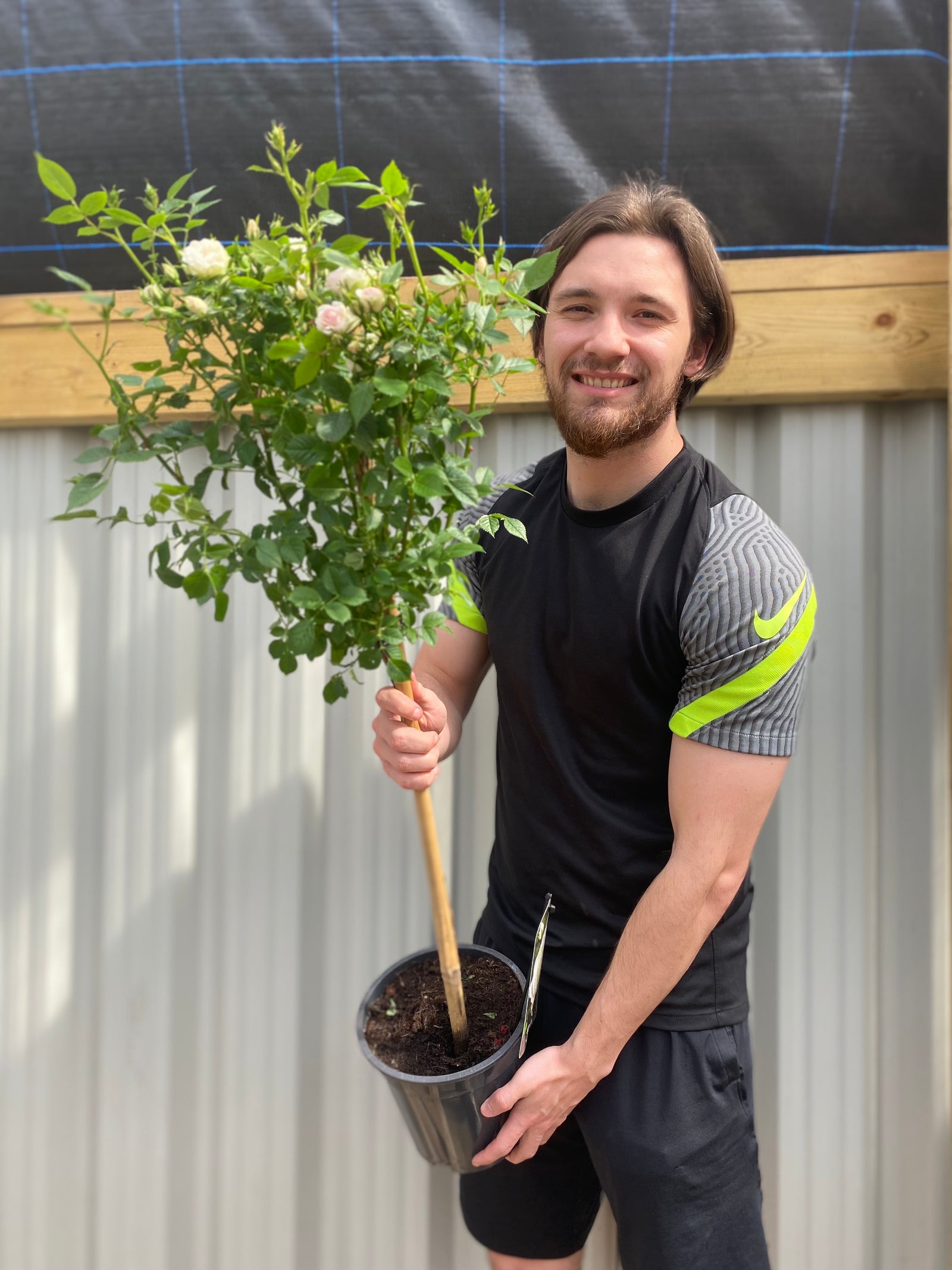 Patio Standard Rose 'White' 60-70cm