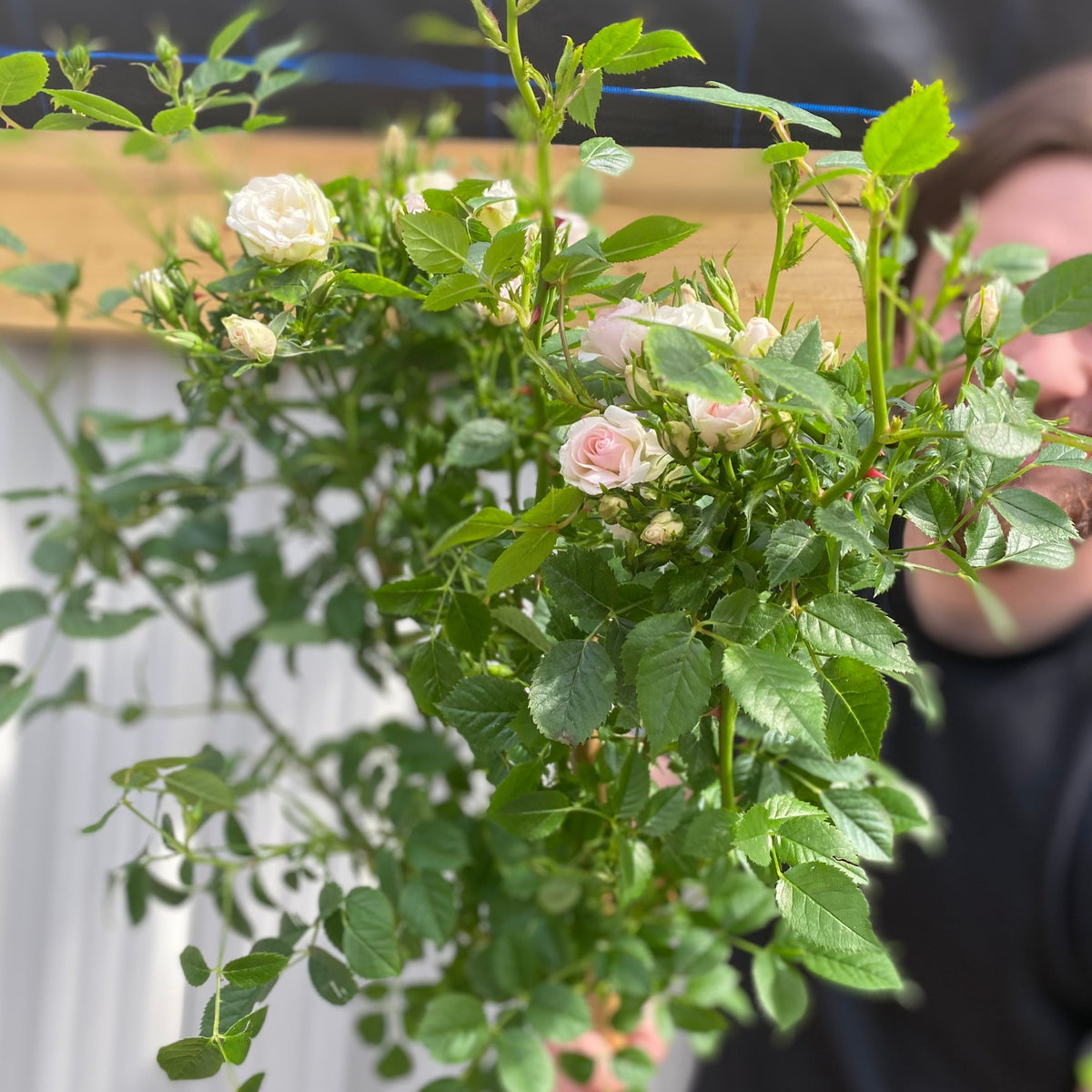 Patio Standard Rose &#39;White&#39; 60-70cm