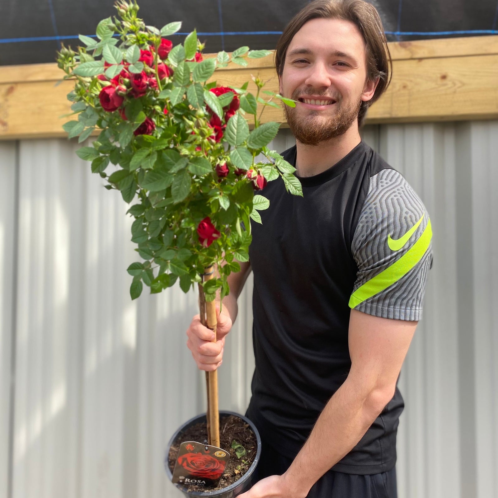 A smiling young man in a black athletic shirt holds a Patio Standard Rose 'Red' in a garden pot, gripping the stem and container, with one rose in his mouth. He stands outside before a corrugated metal wall.