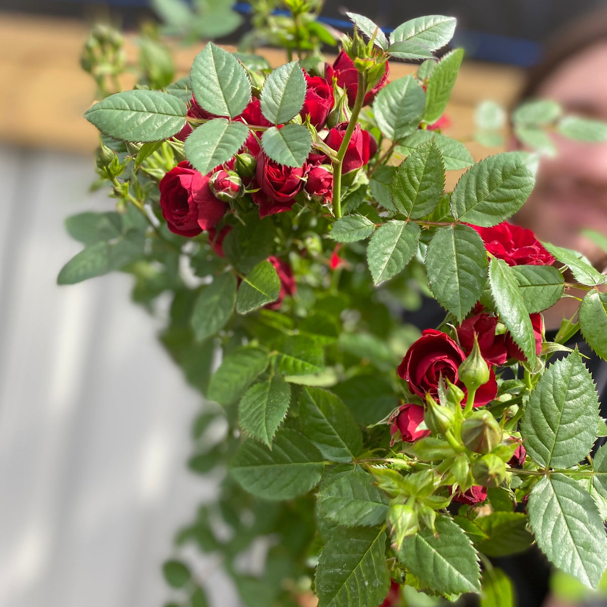 A cluster of vibrant Patio Standard Rose &#39;Red&#39; with velvety red blooms and lush green leaves stands out, the background softly blurred, including a hint of a person&#39;s face and wood—ideal for garden containers.
