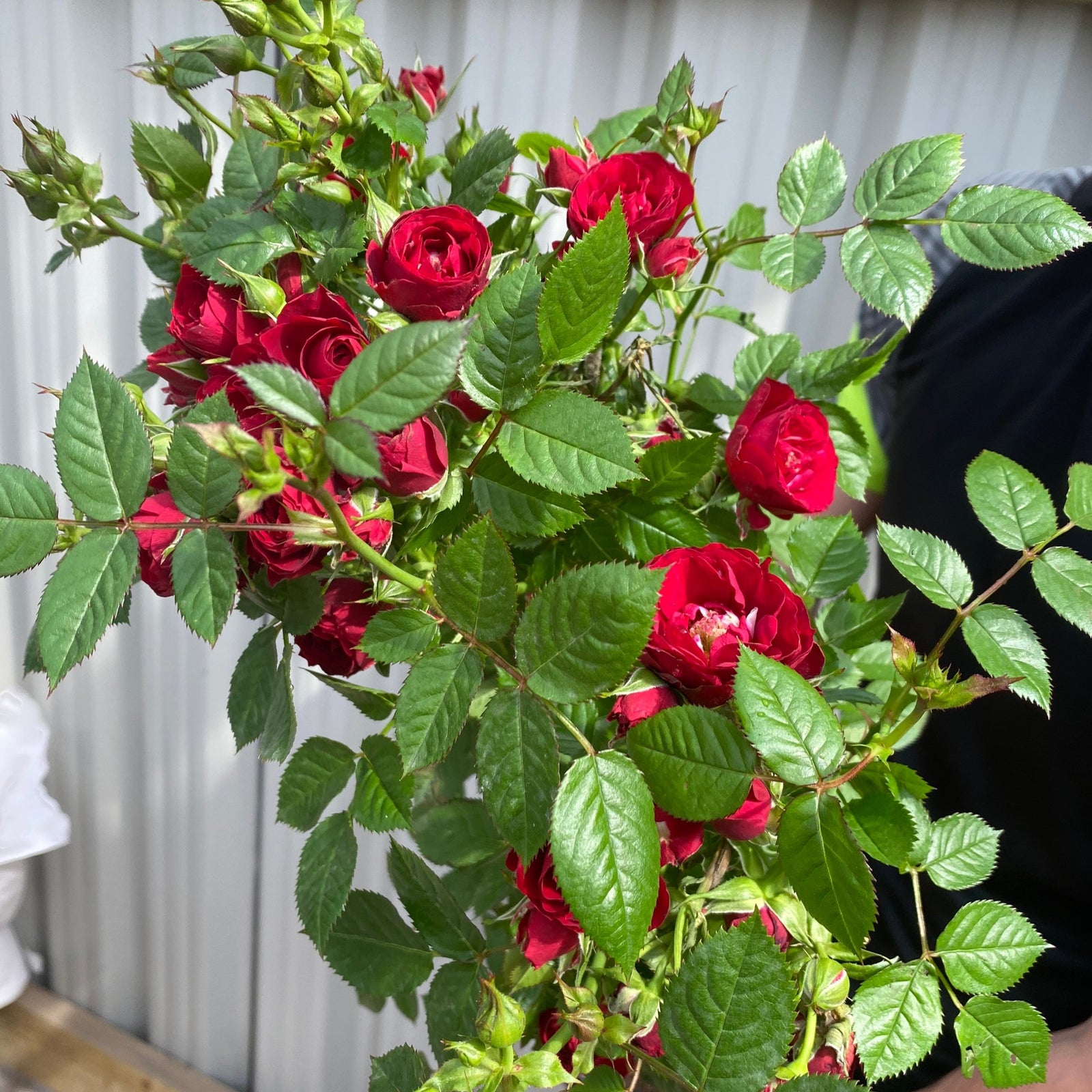 A smiling young man in a black athletic shirt holds a Patio Standard Rose 'Red' in a garden pot, gripping the stem and container, with one rose in his mouth. He stands outside before a corrugated metal wall.