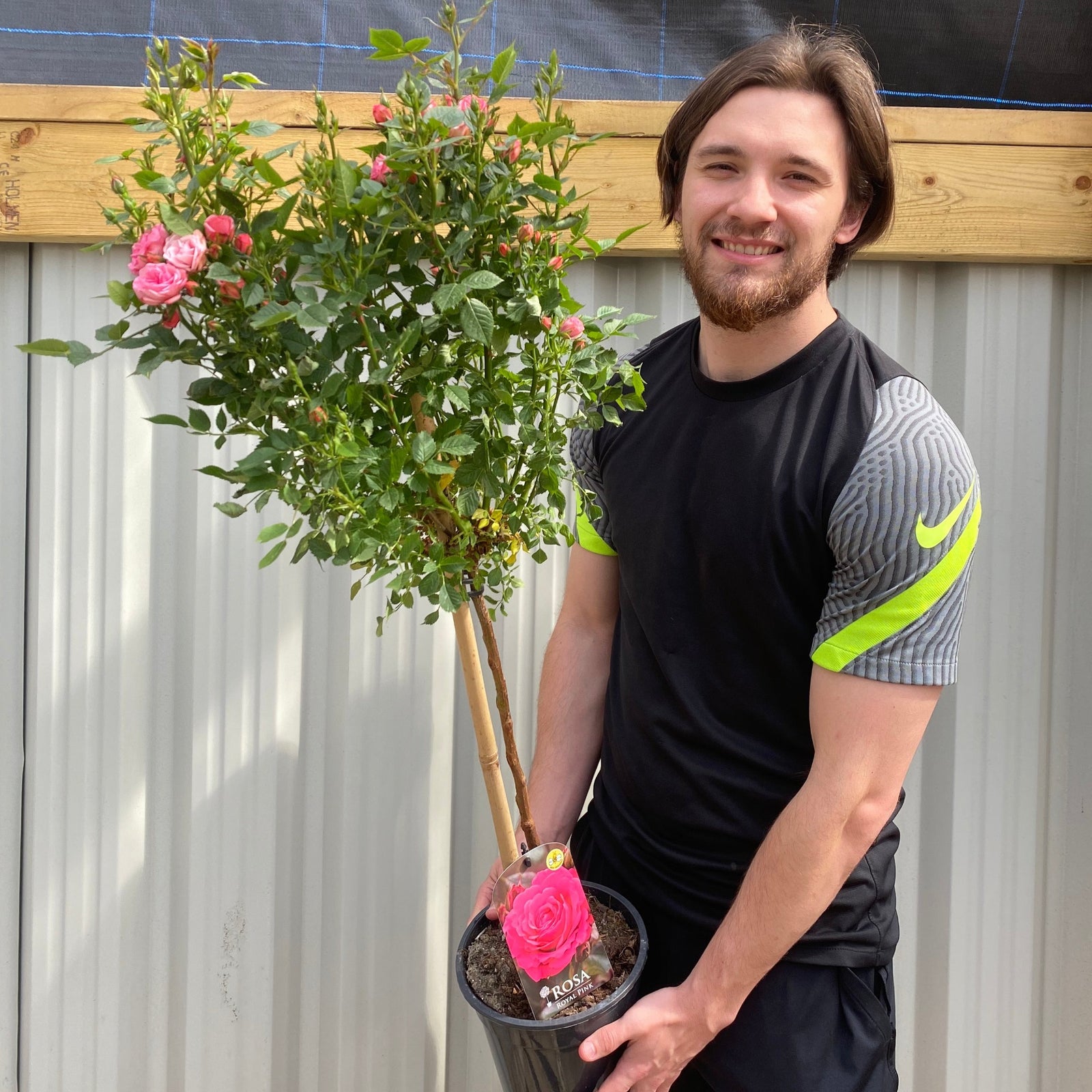A smiling man with brown hair and a beard holds a Patio Standard Rose 'Pink' in a small garden container, its vivid pink flowers standing out against his black shirt with gray and neon yellow accents, in front of a metal wall and wooden beam.