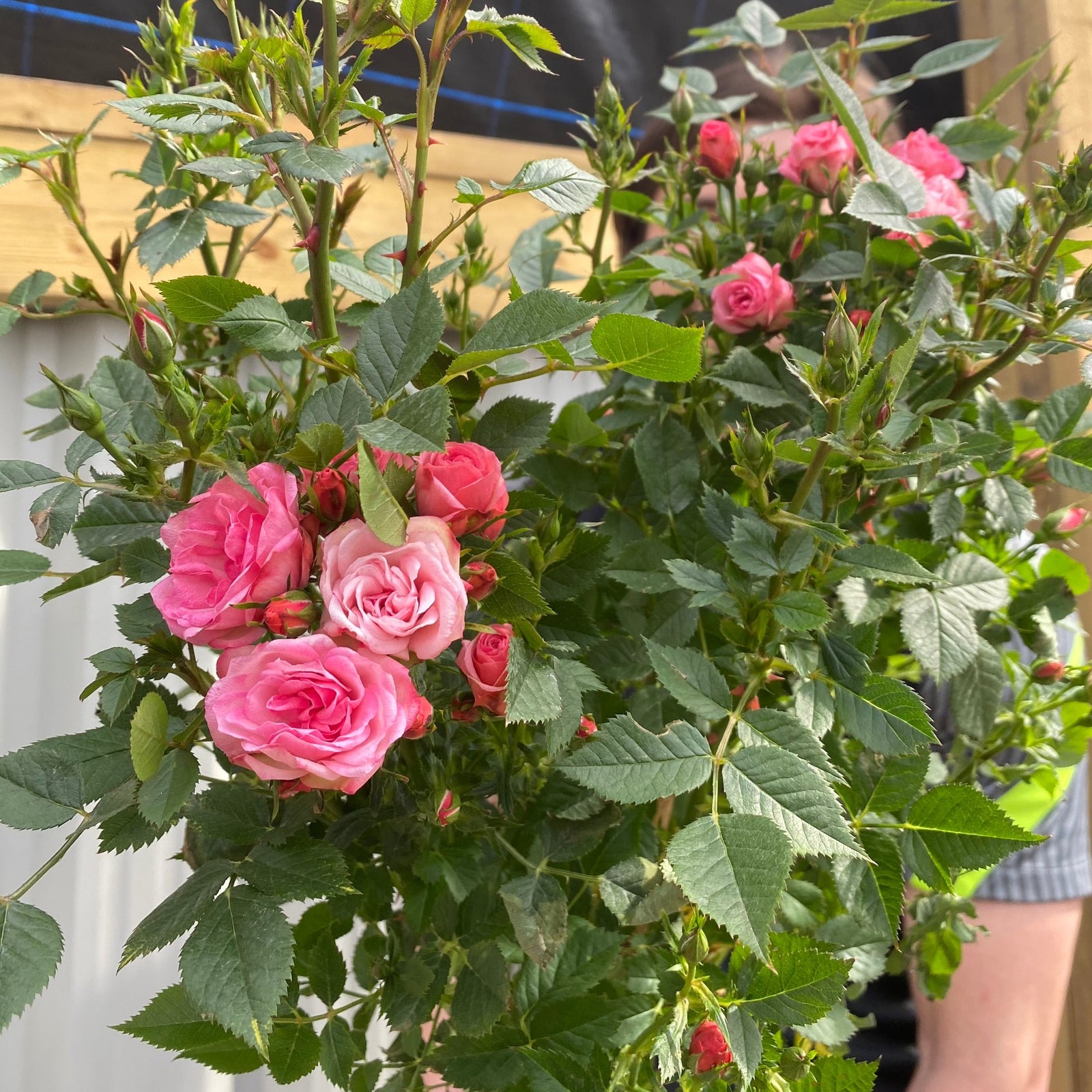 A smiling man with brown hair and a beard holds a Patio Standard Rose 'Pink' in a small garden container, its vivid pink flowers standing out against his black shirt with gray and neon yellow accents, in front of a metal wall and wooden beam.