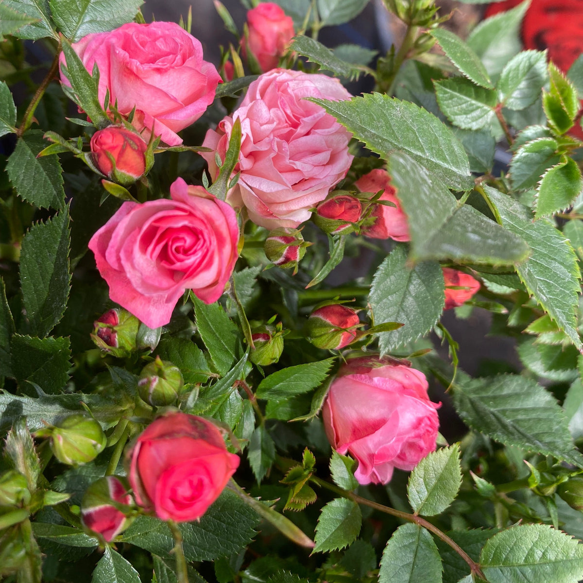 The Patio Standard Rose &#39;Pink&#39; features a cluster of pink blooms in various stages, from tight buds to fully open flowers, all set against lush green foliage—ideal for adding charm to garden containers.