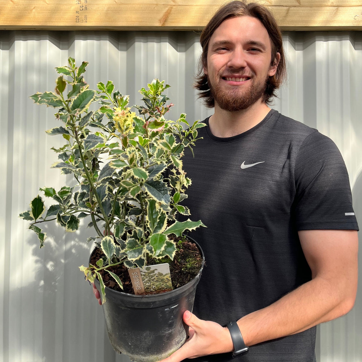 Ilex &#39;Argentea Marginata&#39; Holly 9cm / 2L
