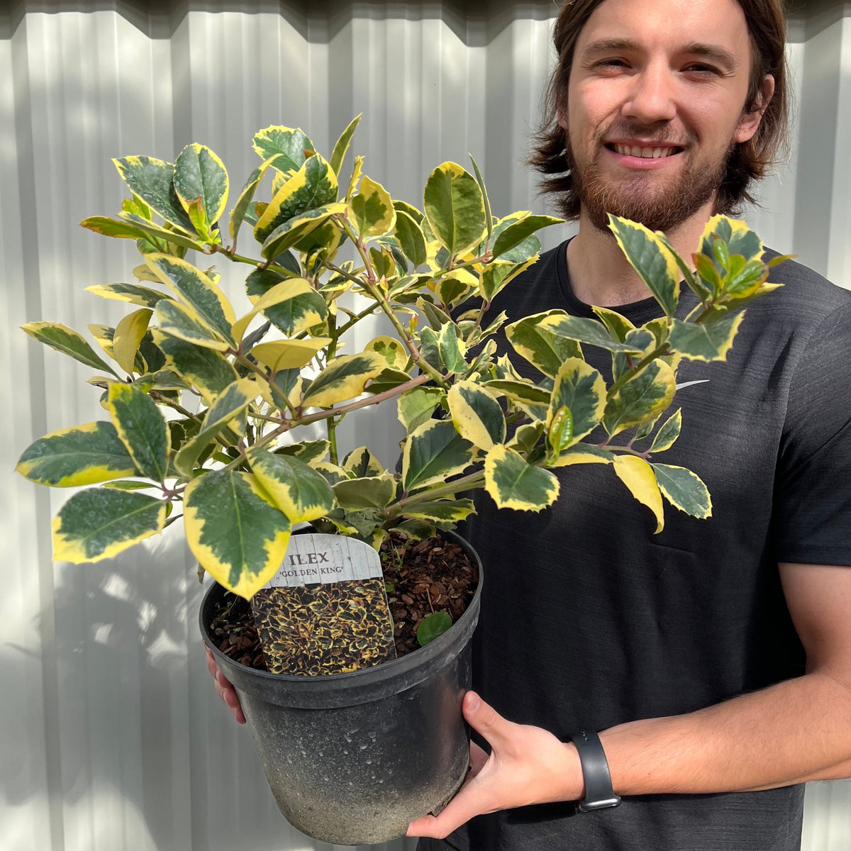 Ilex &#39;Golden King&#39; | Variegated Holly 5L