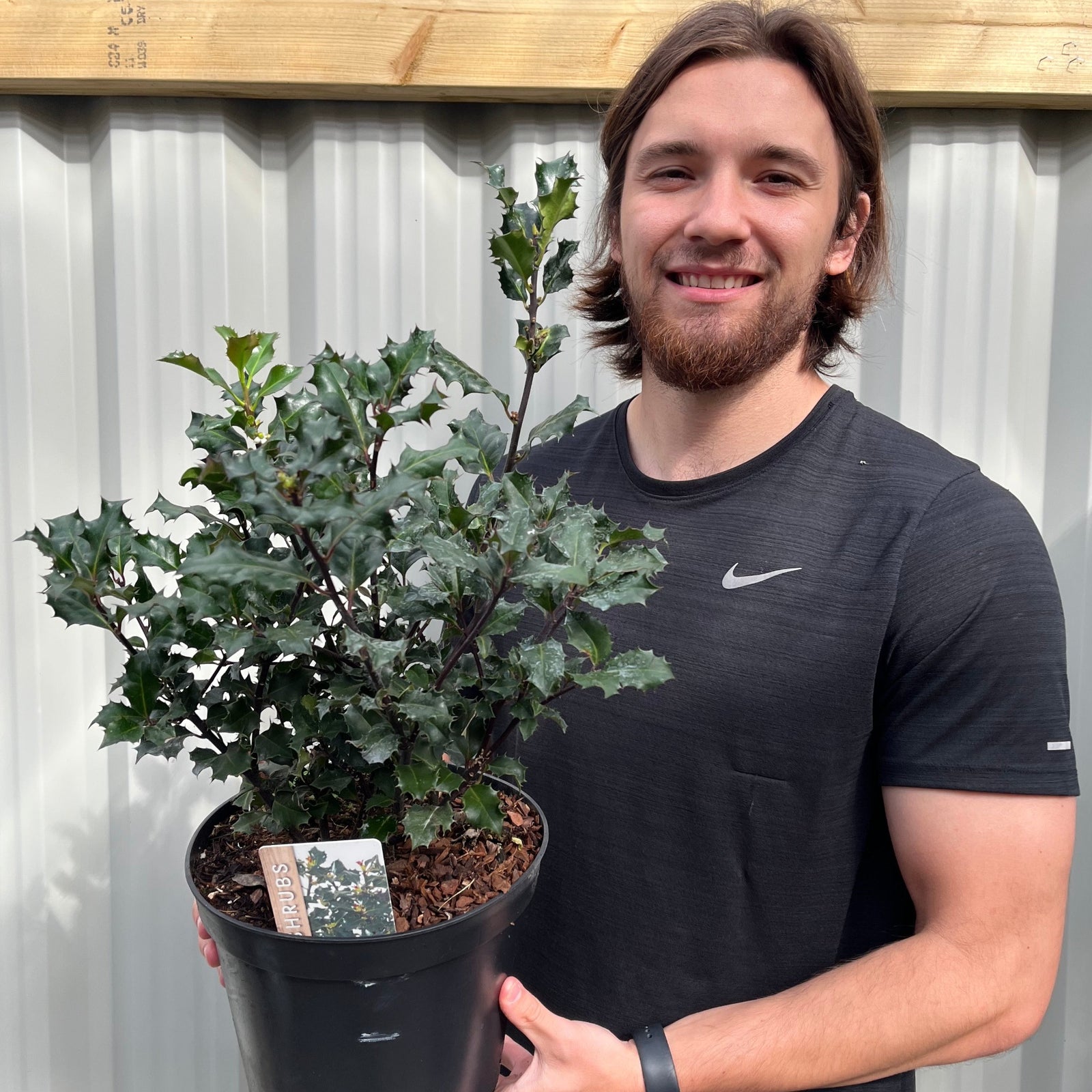 A smiling person with long hair and a black shirt holds an Ilex 'Blue Angel' Holly 5L, an evergreen shrub, in front of a corrugated metal wall. A plant label is visible in the pot.