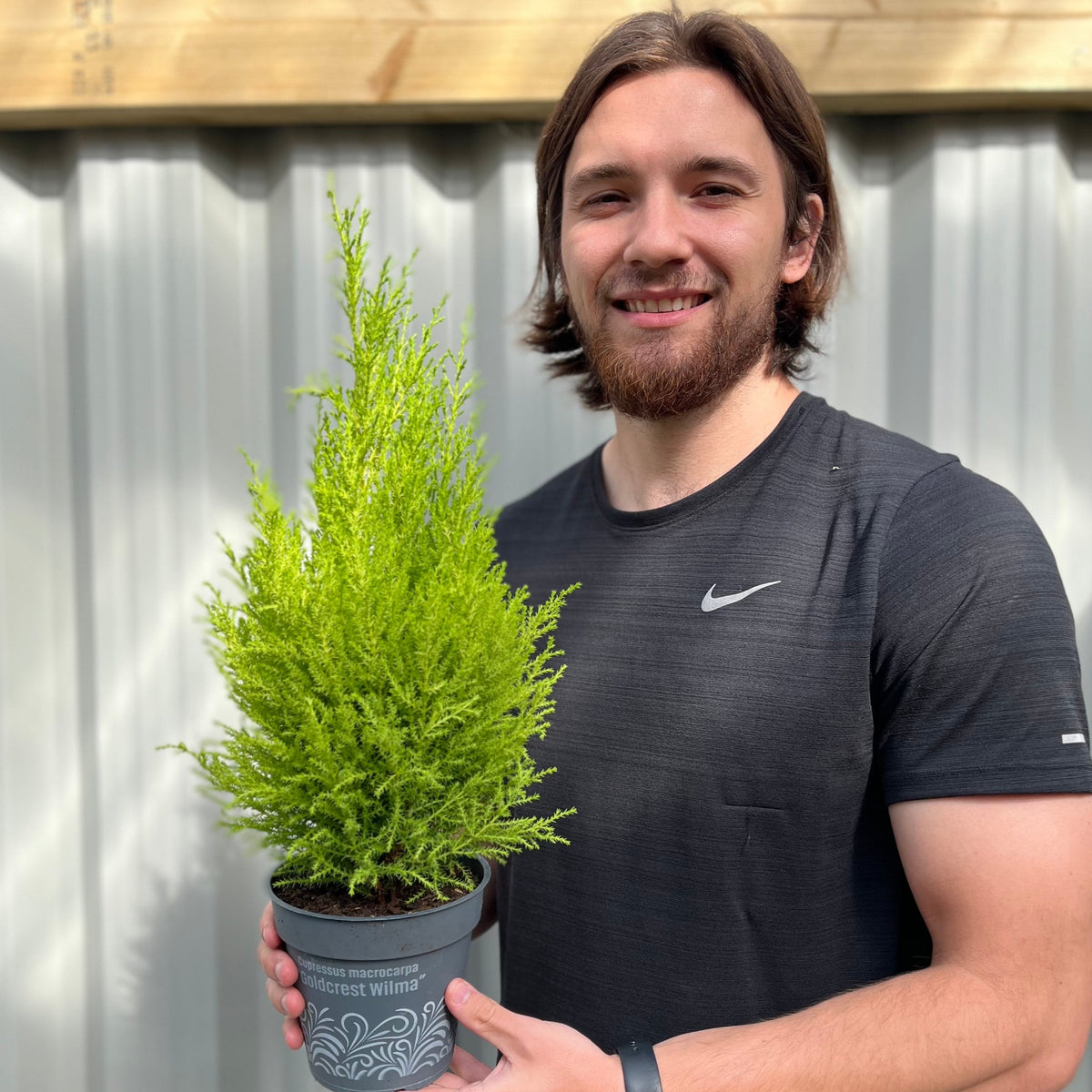 A smiling man with long brown hair and a beard, wearing a black Nike t-shirt, holds a Goldcrest Conifer &#39;Wilma&#39; (available in 4 sizes) with a lemon scent outside in front of a corrugated metal fence.