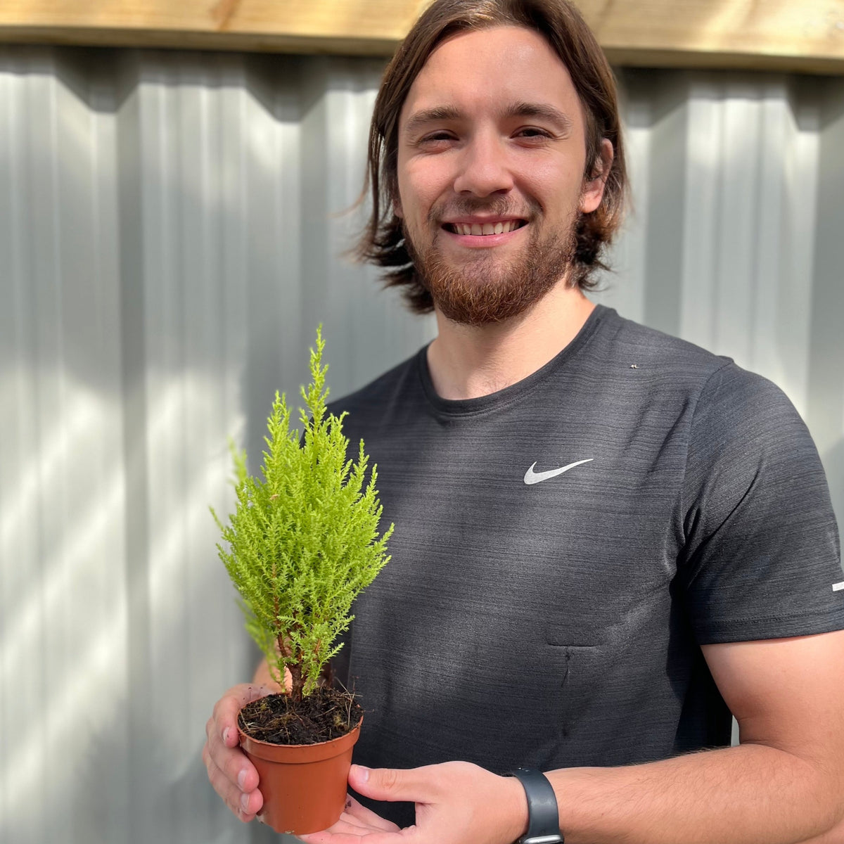 A bearded person with long brown hair, wearing a black Nike shirt and watch, smiles while holding a Goldcrest Conifer &#39;Wilma&#39; plant (available in 4 sizes) in front of a corrugated metal wall in bright sunlight.