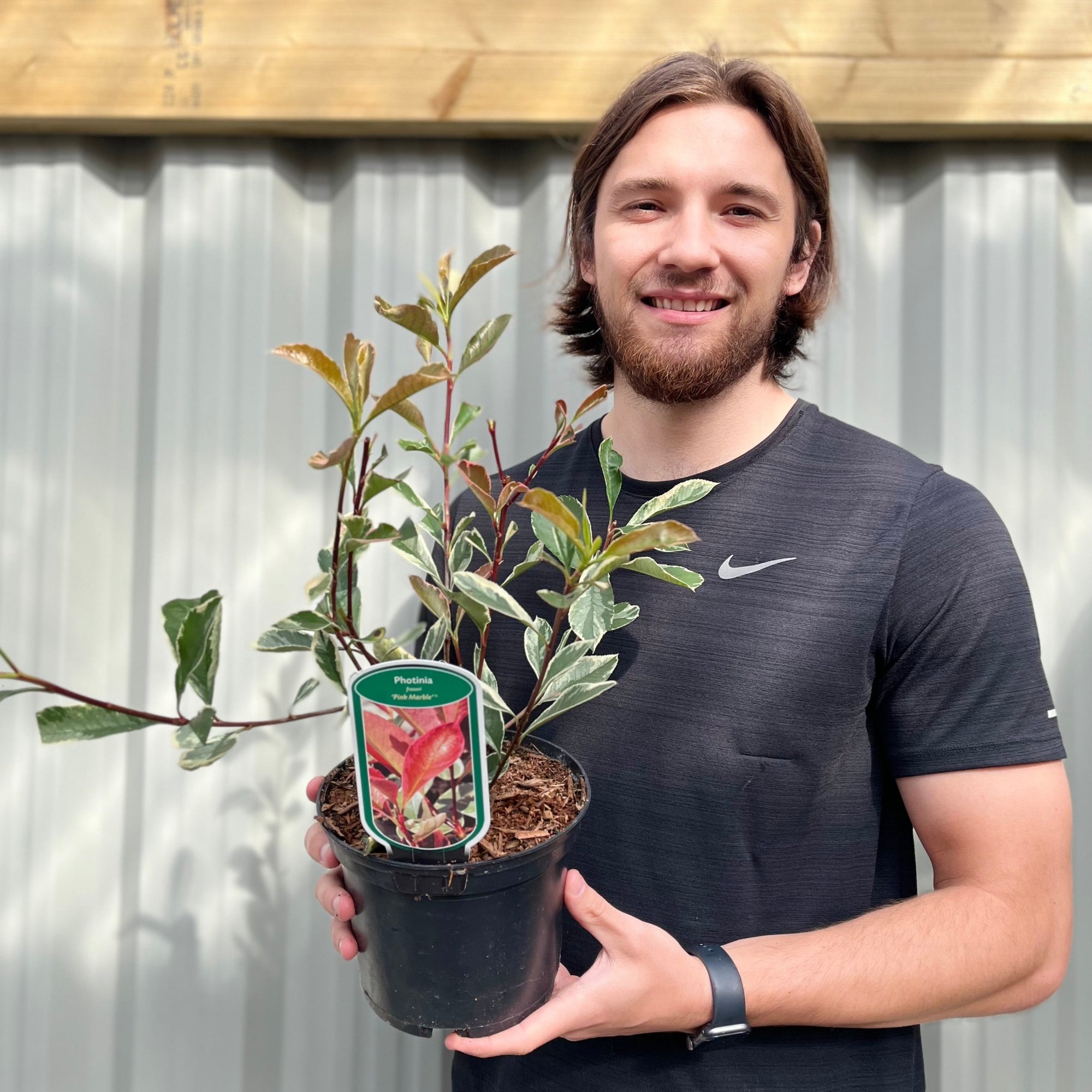 Photinia fraseri 'Pink Marble' 2L