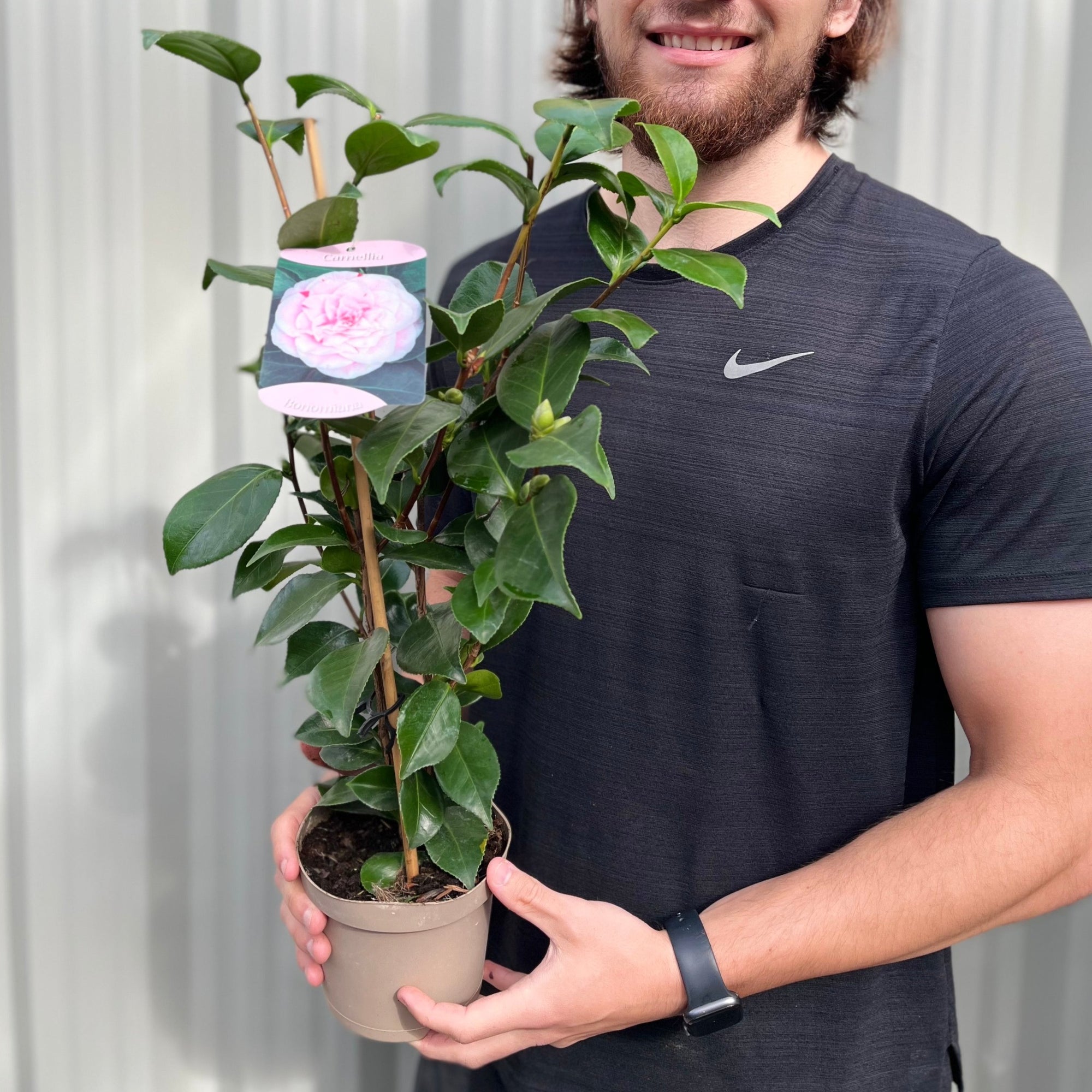 Camellia japonica Bonomiana 40-50cm / 90-100cm
